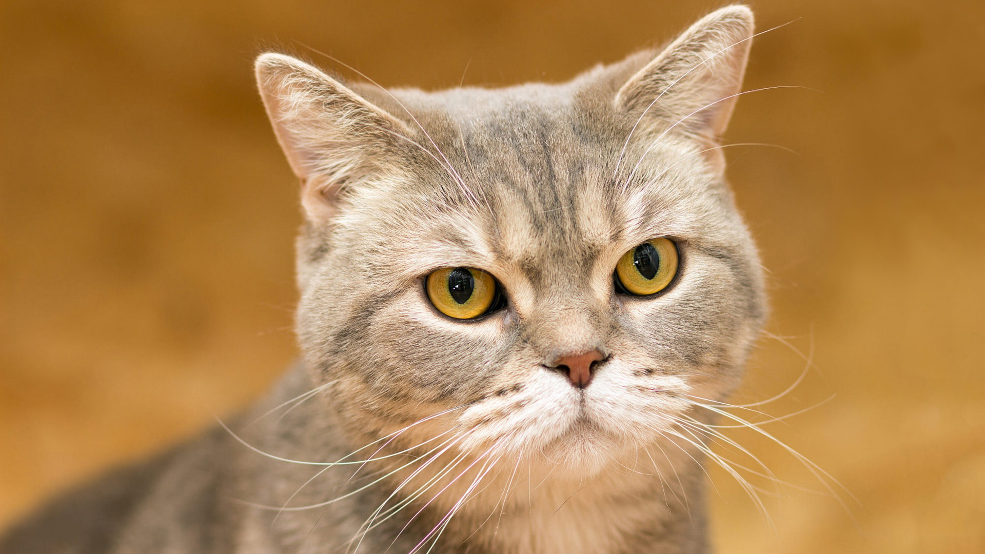 喵星人,大脸猫,胡须,猫眼