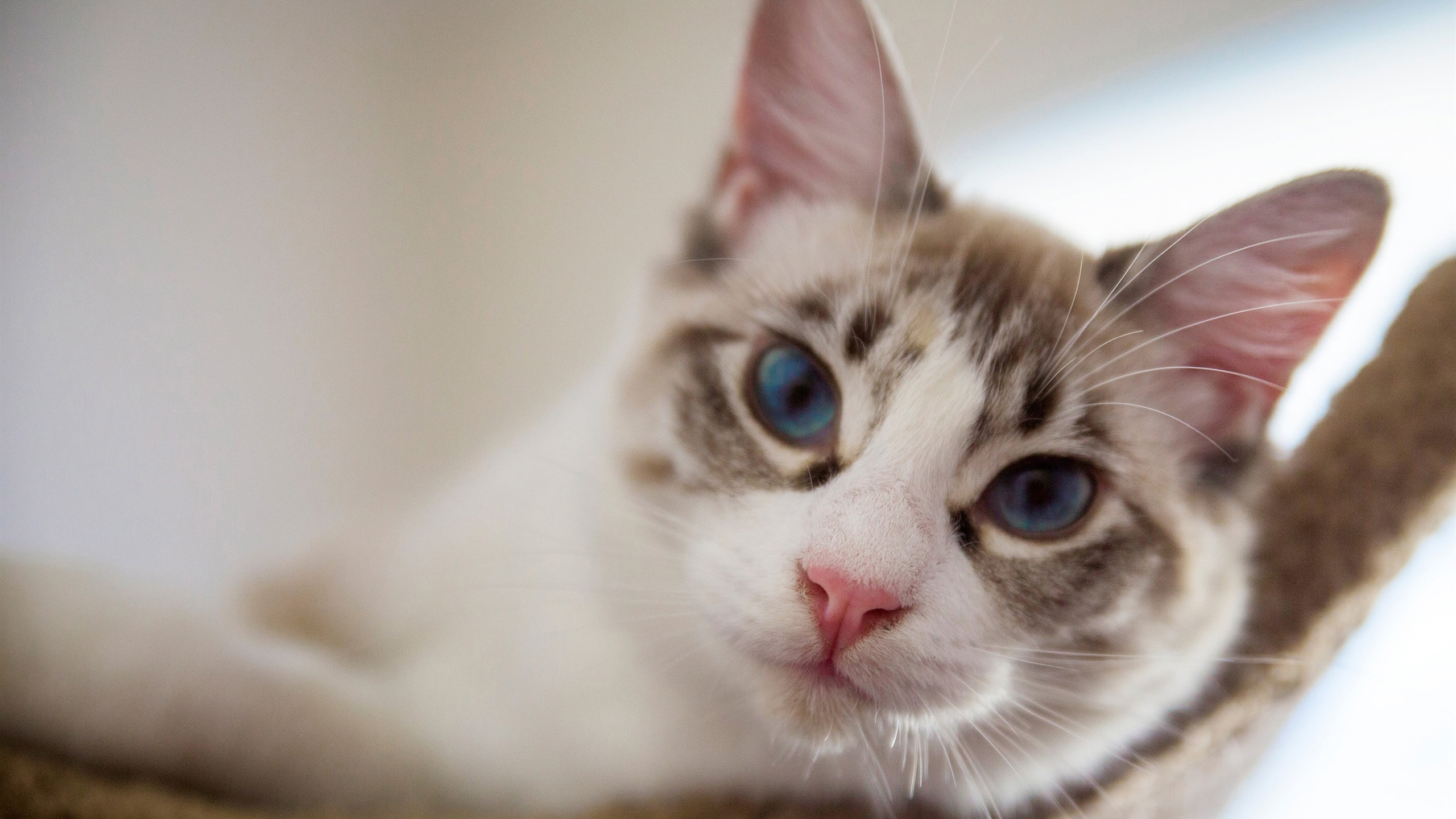 喵星人,猫咪,凝视