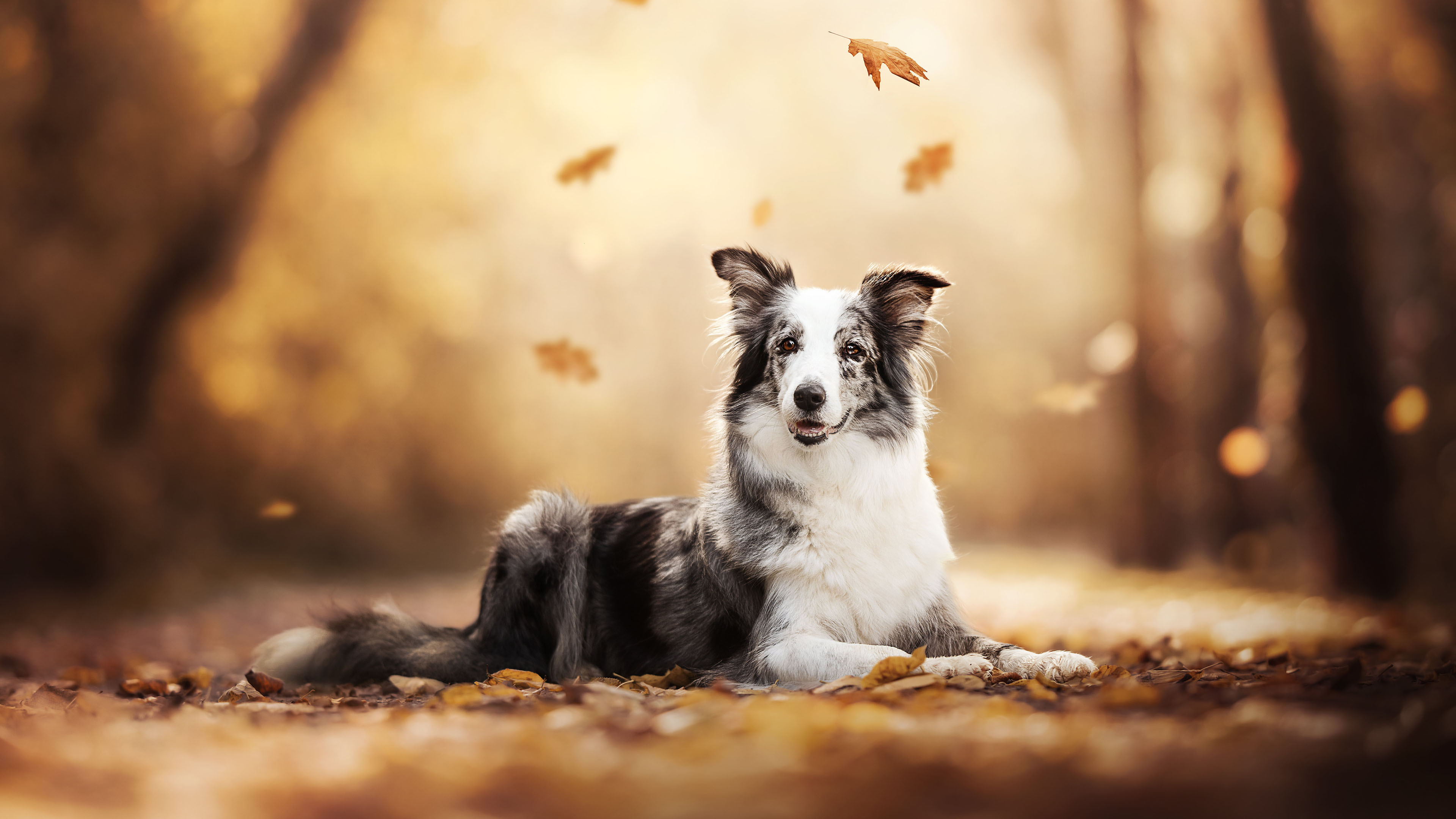 汪星人,深秋,落叶