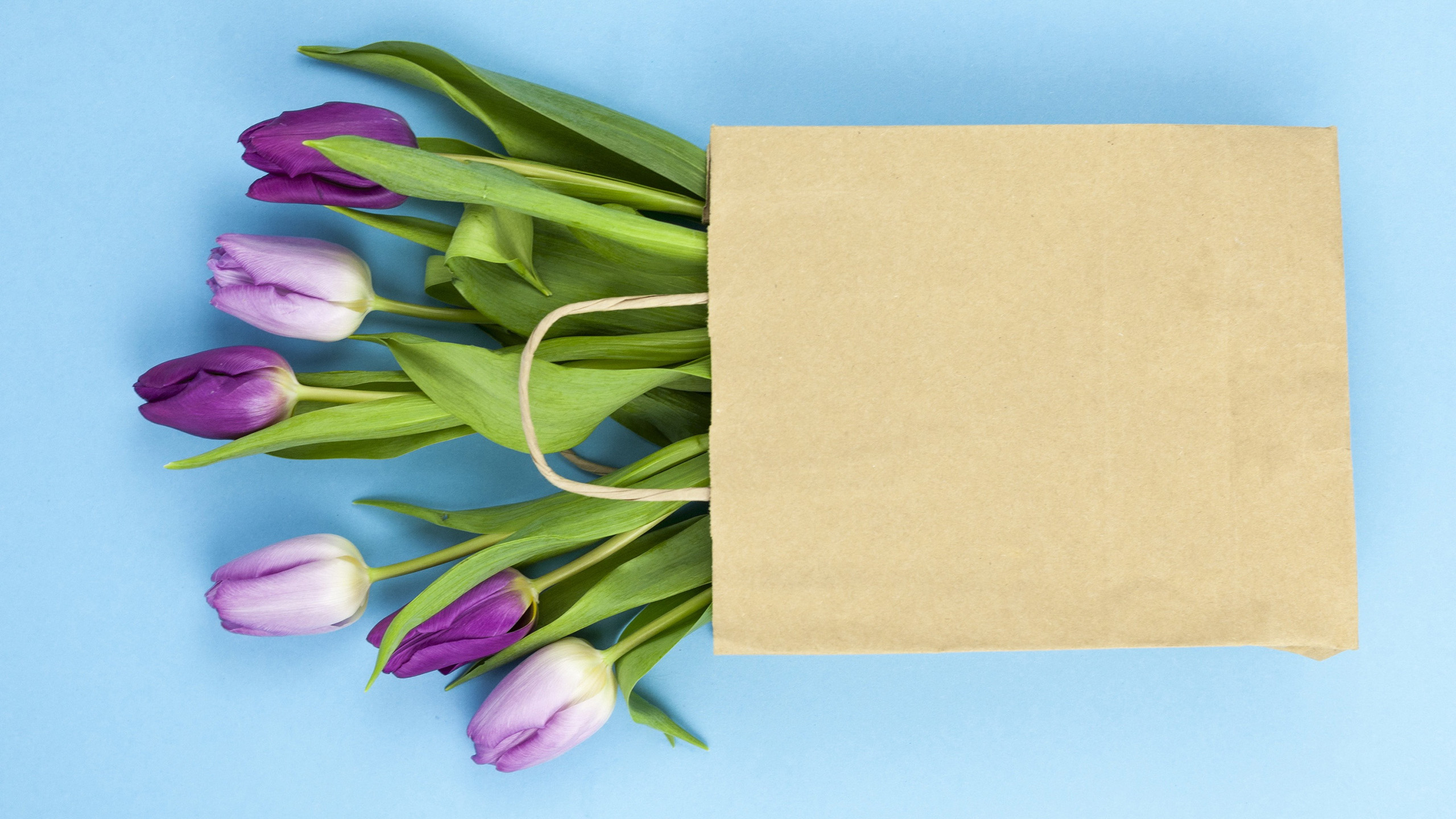 鸟语花香,郁金香,口袋