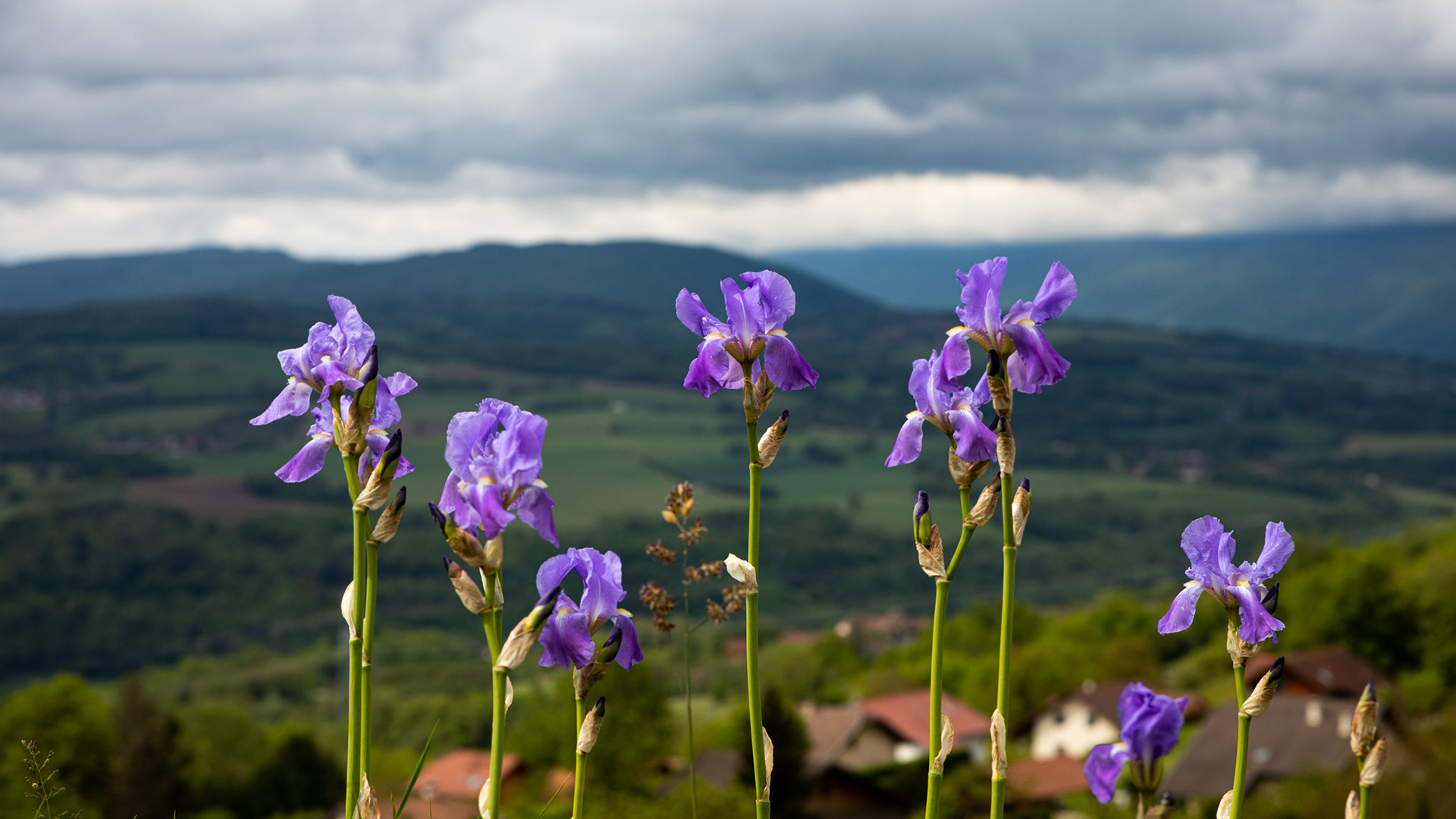 鸟语花香,兰花,山丘
