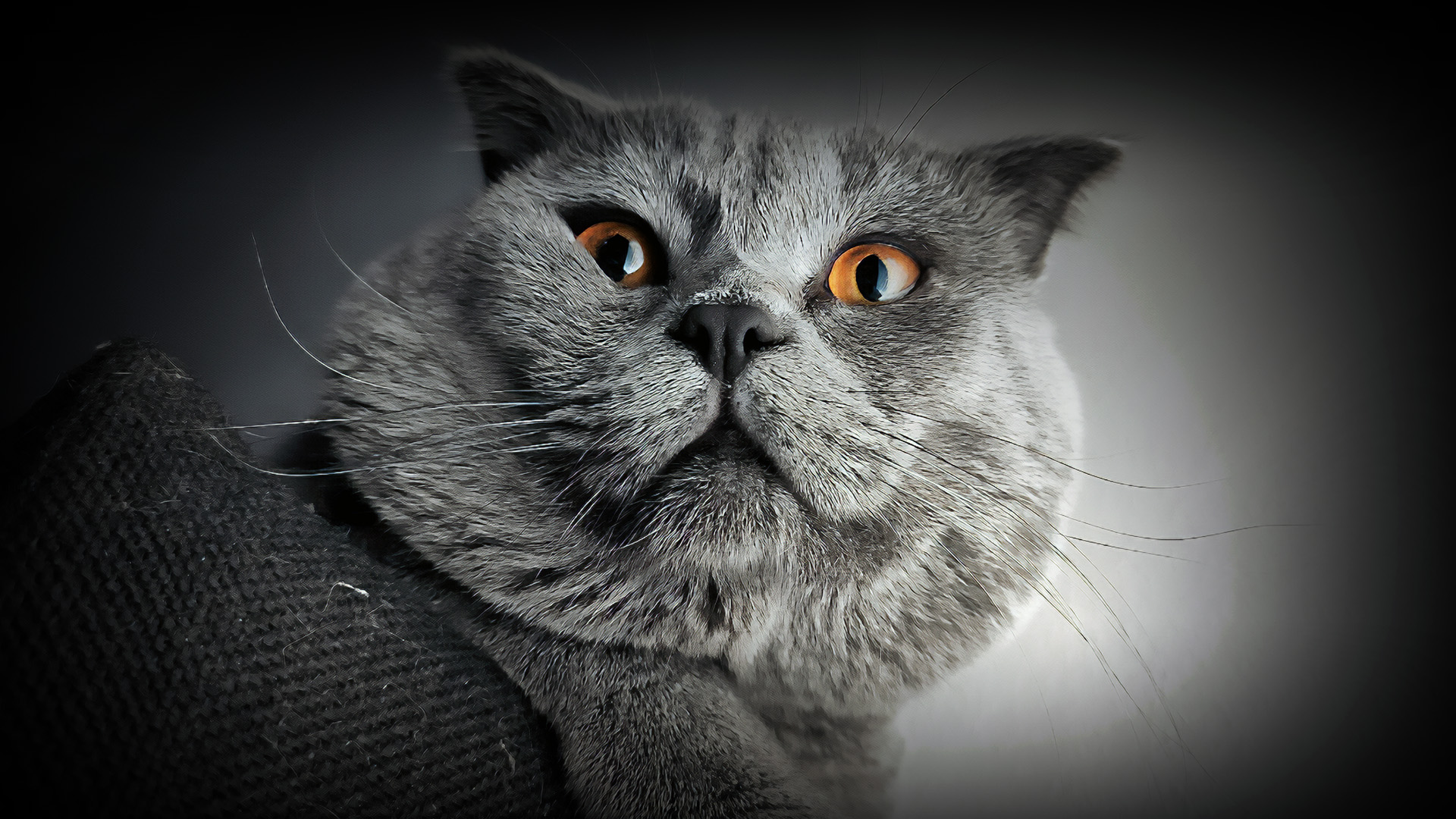 喵星人,大脸猫,肥猫,凝视