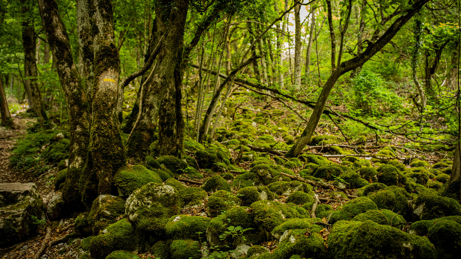 自然风光,青苔,树林,森林