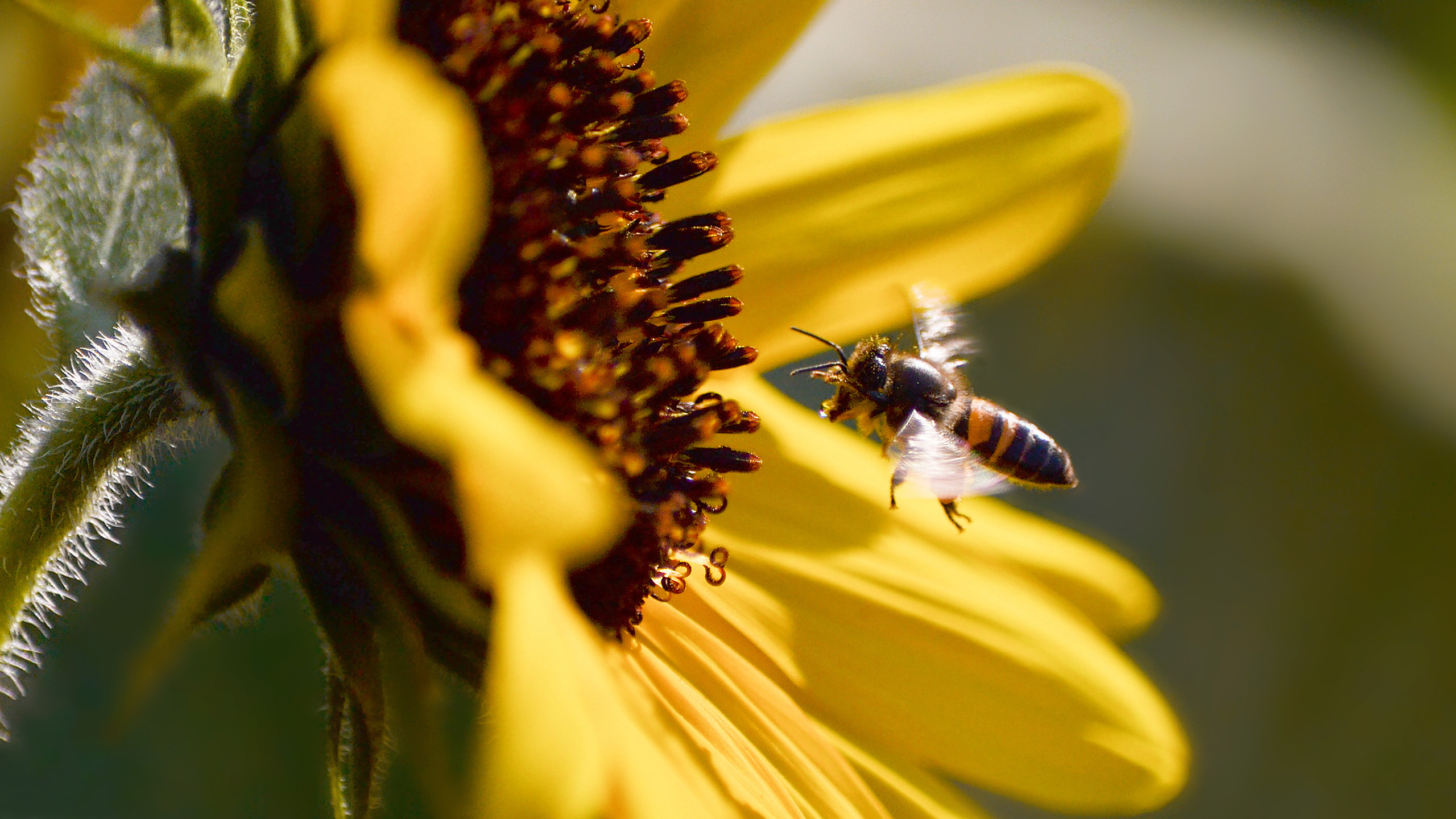 向日葵,蜜蜂,采蜜