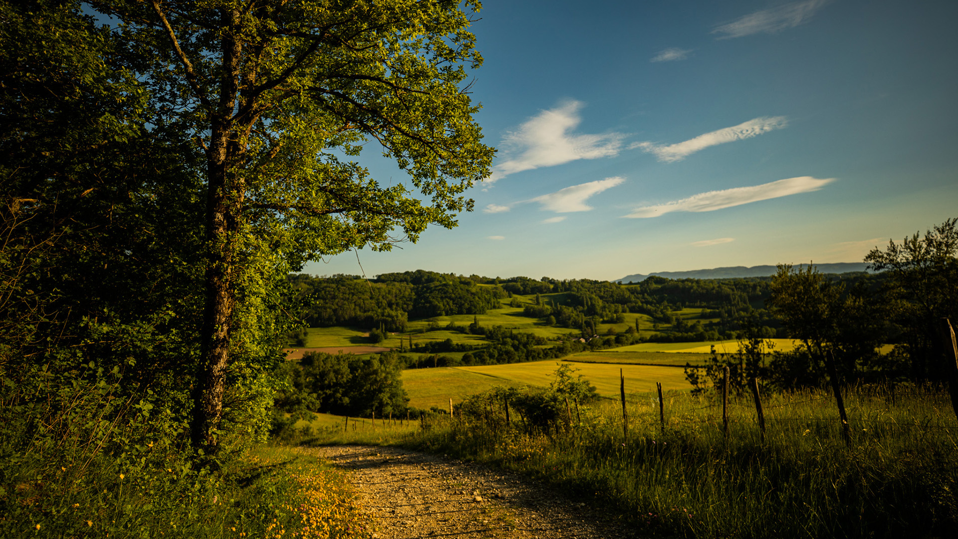 自然风光,大树,天空,庄园