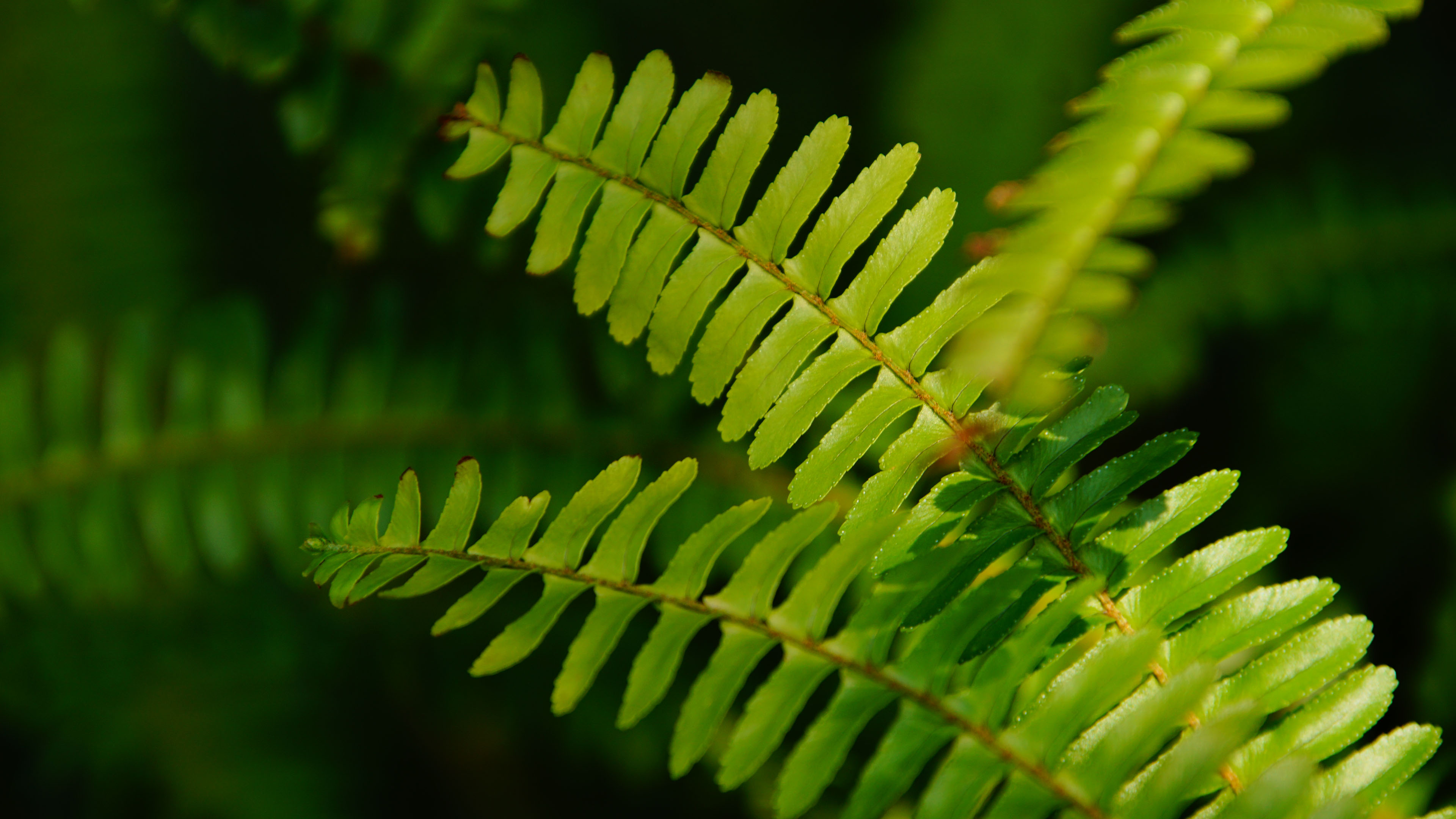 护眼壁纸,树叶,翠绿,碧绿