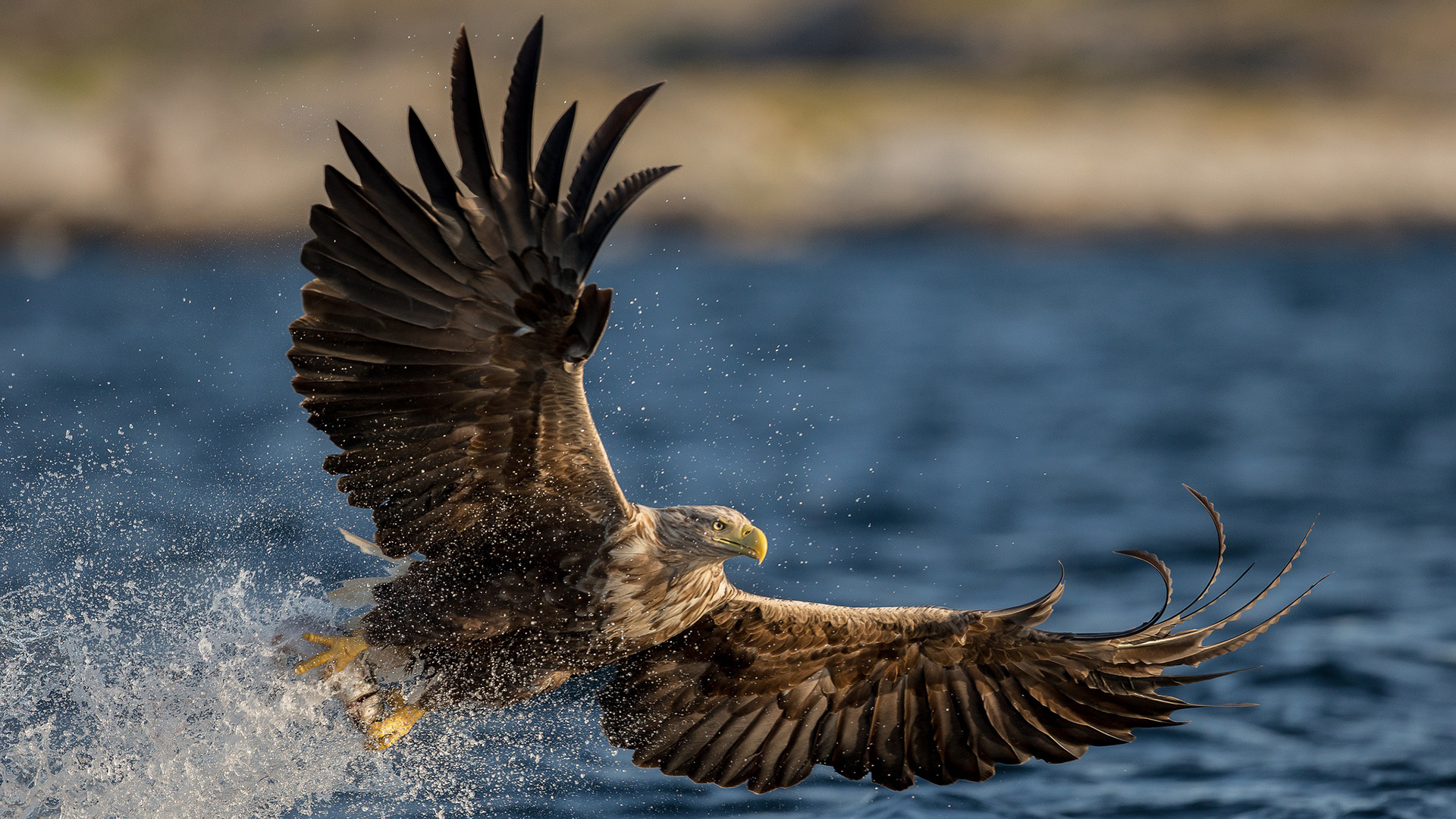 小鸟天地,老鹰,展开翅膀