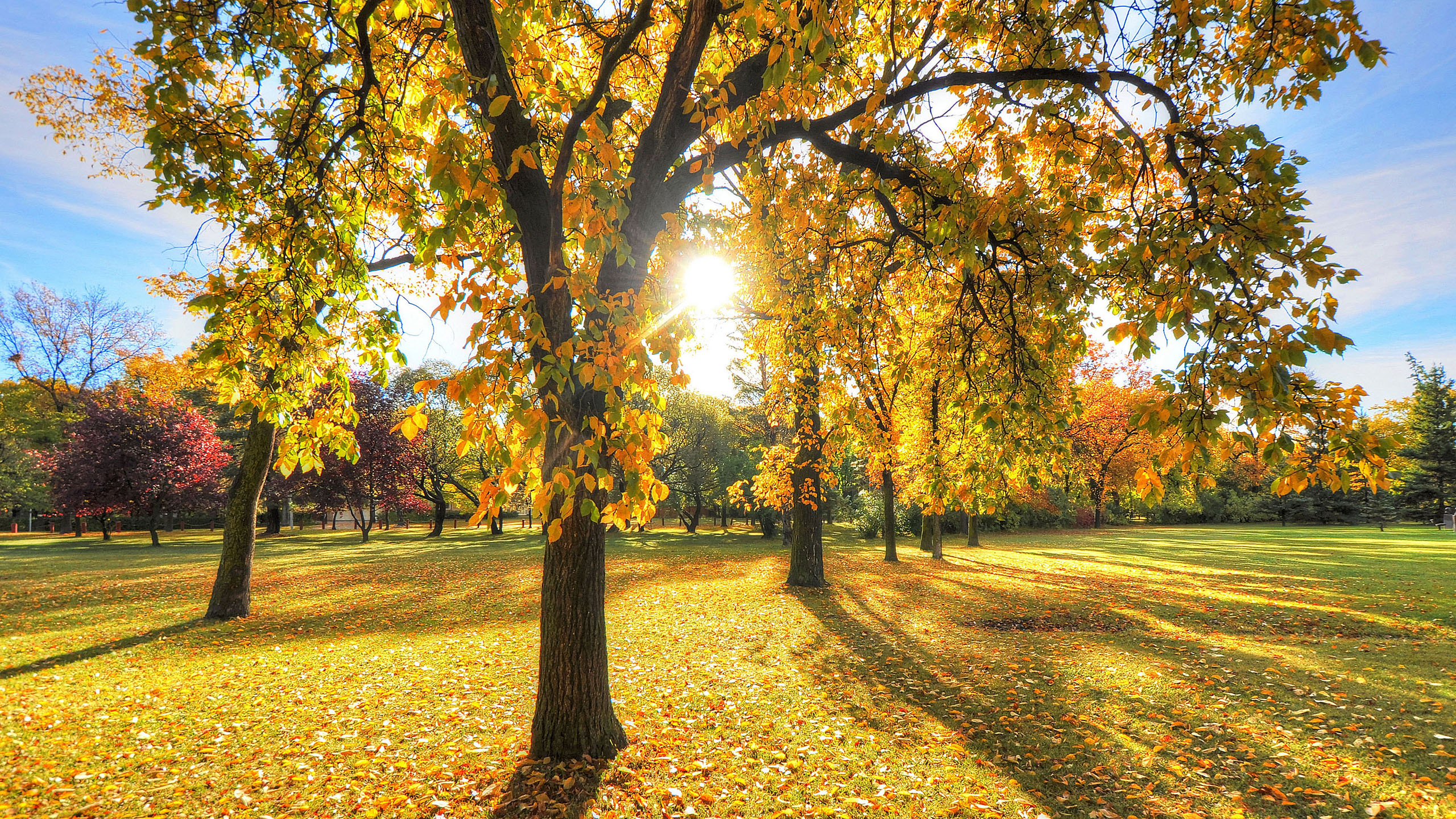 秋意正浓,阳光,金黄树叶,草坪