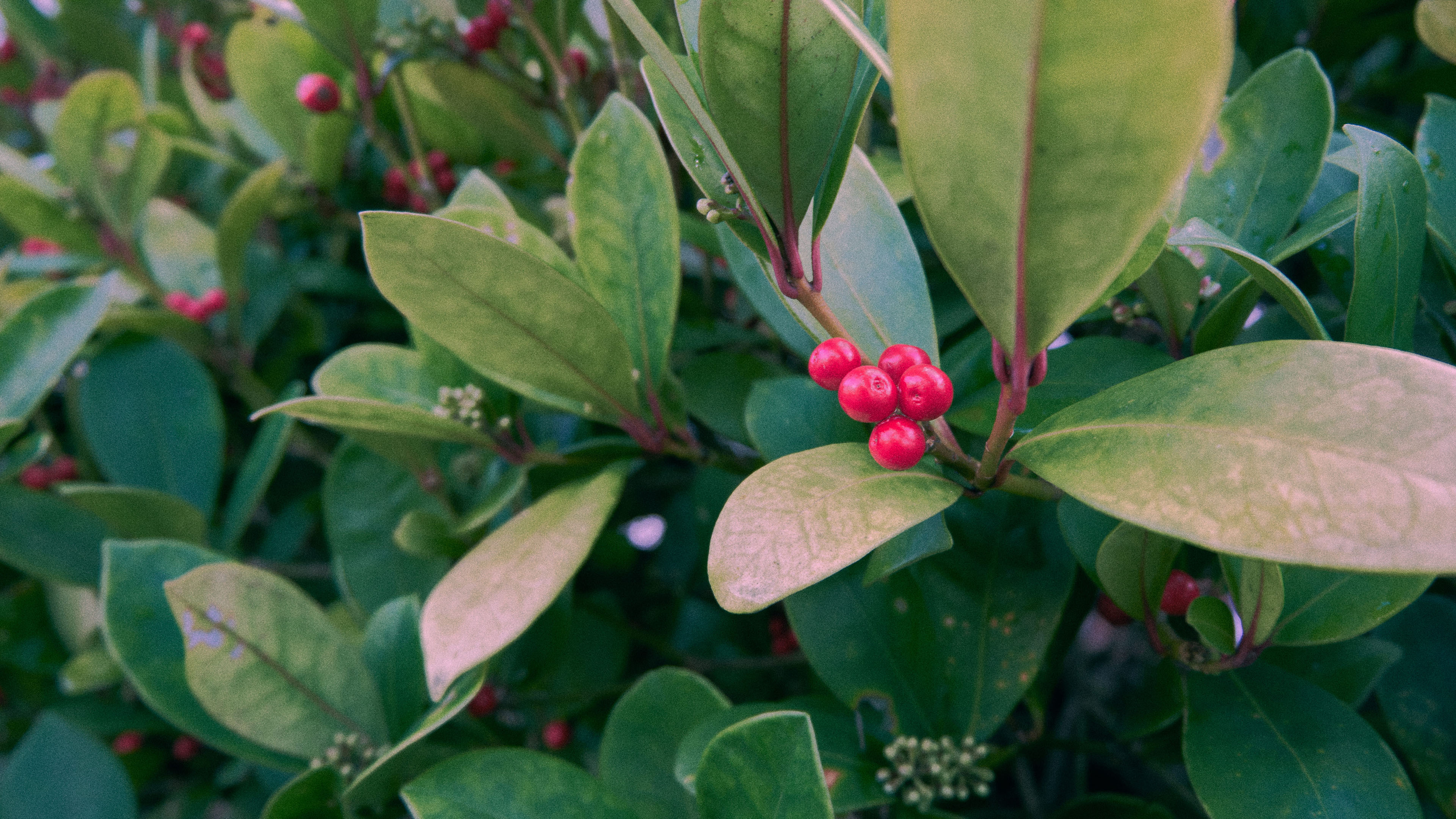 鸟语花香,茶花,茶园,果实