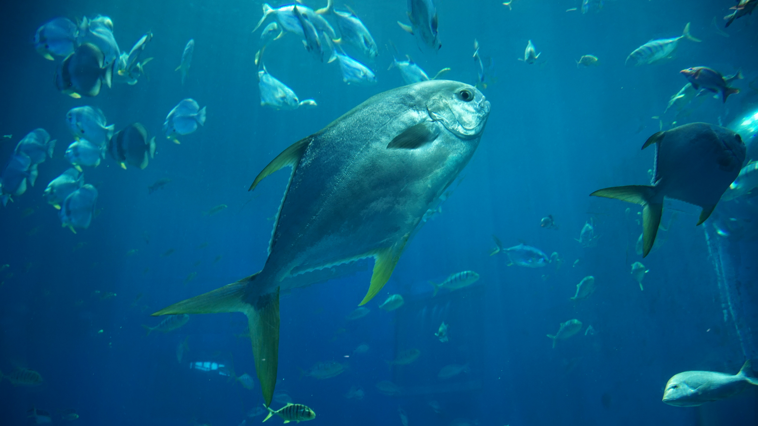 海底世界,鱼群,深海,热带鱼