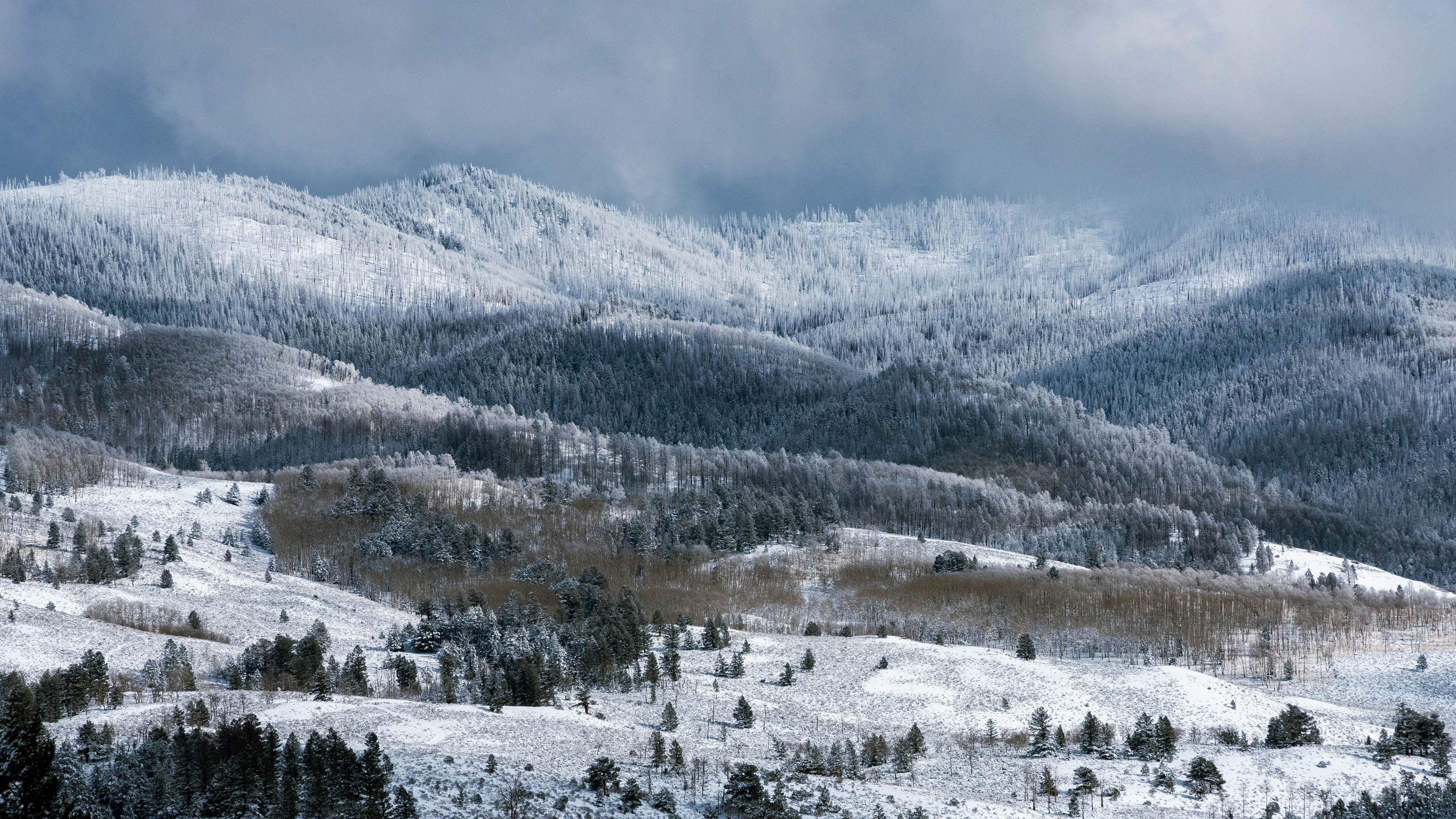 冰天雪地,森林,雪原,雪山