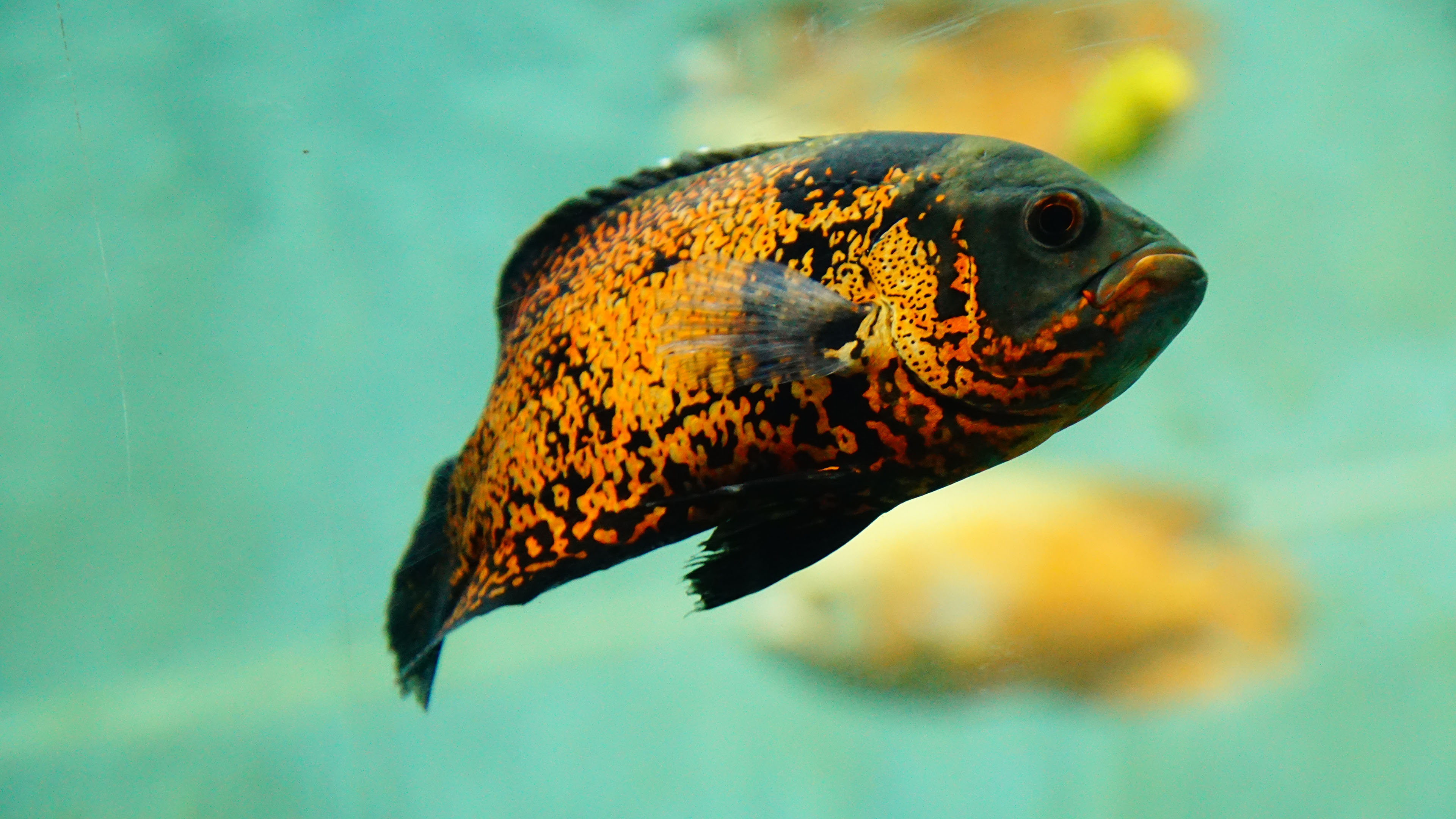 海底世界,热带鱼,水族馆