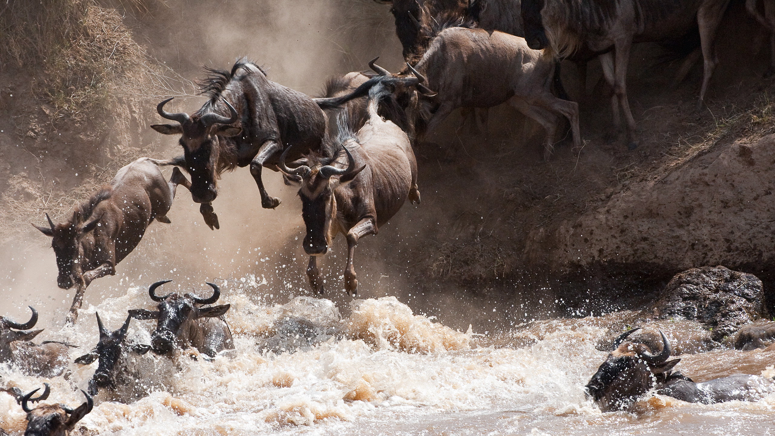 野生动物,牛群,非洲,迁徙