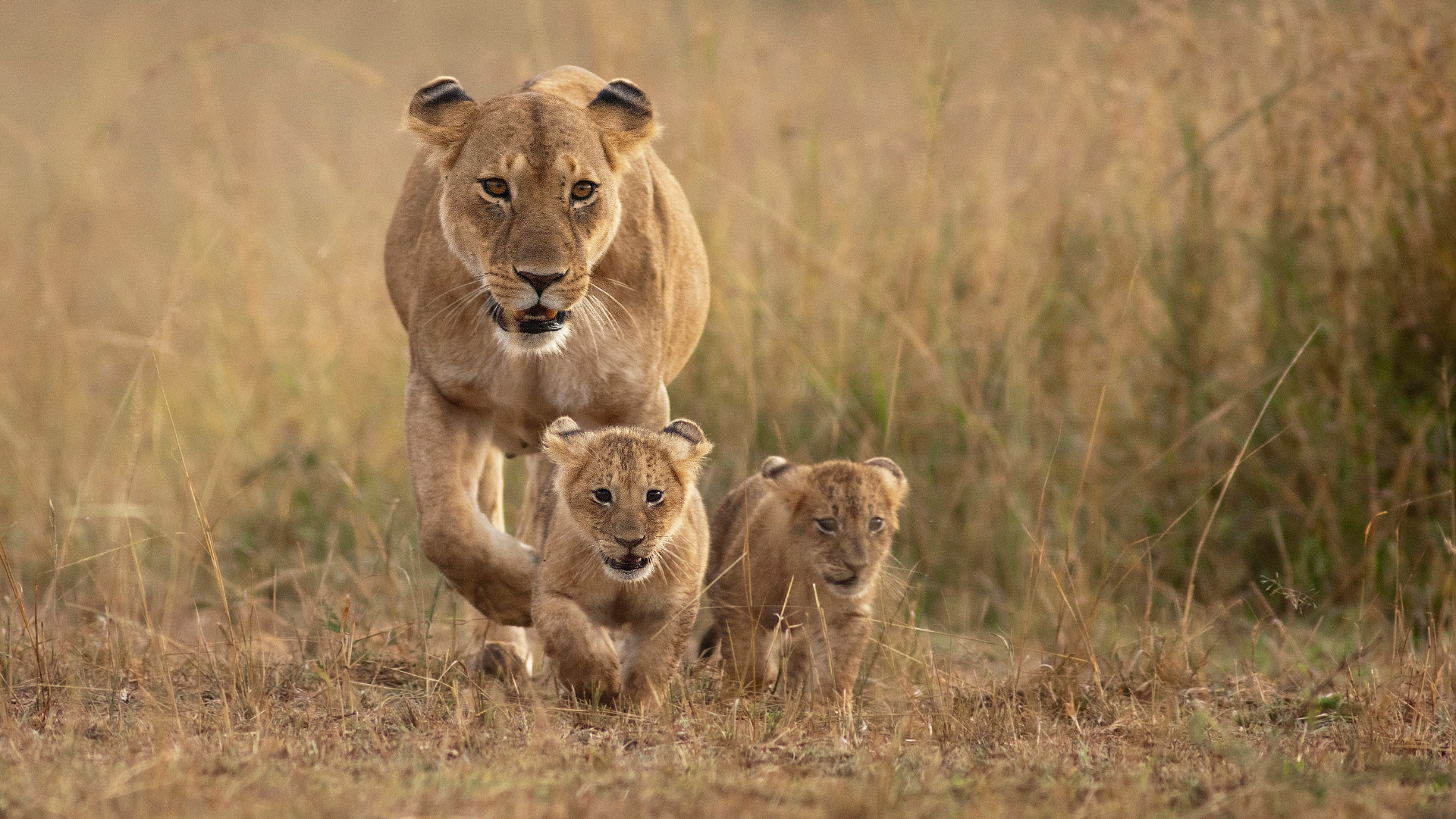 野生动物,狮子,小狮子,草原,王