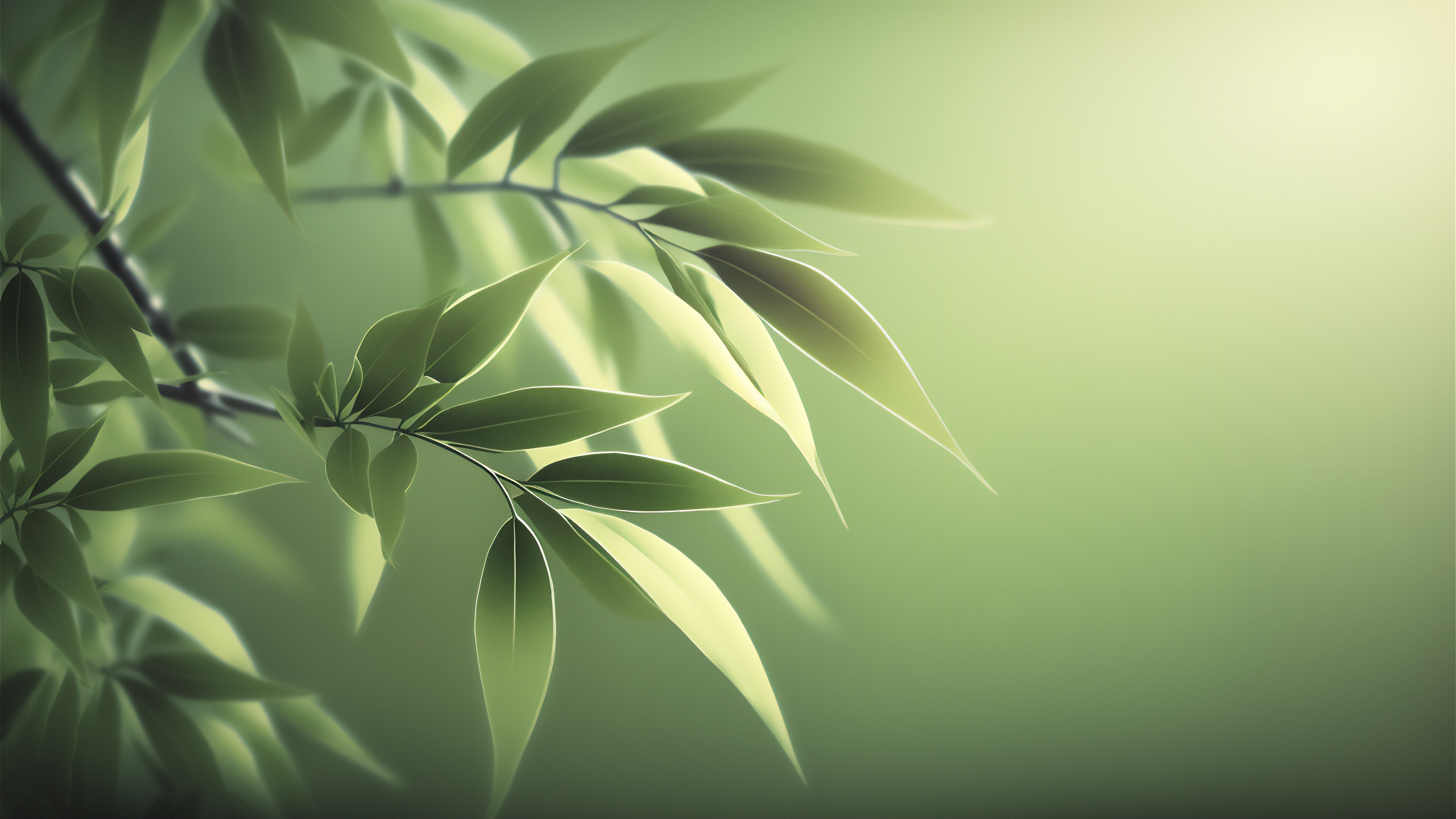 护眼壁纸,树叶,碧绿,枝头