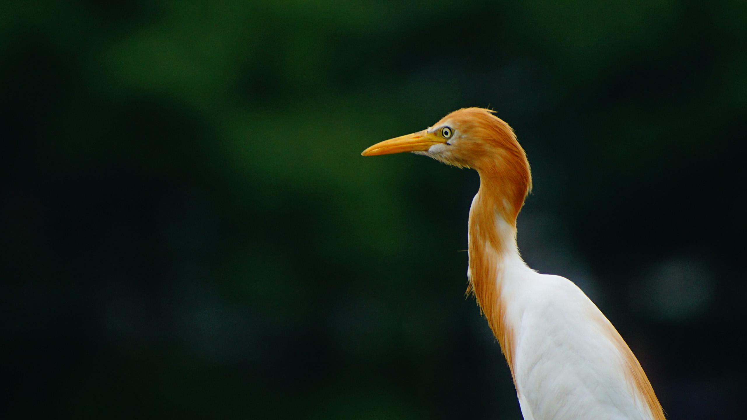 小鸟天地,鹤,飞鸟