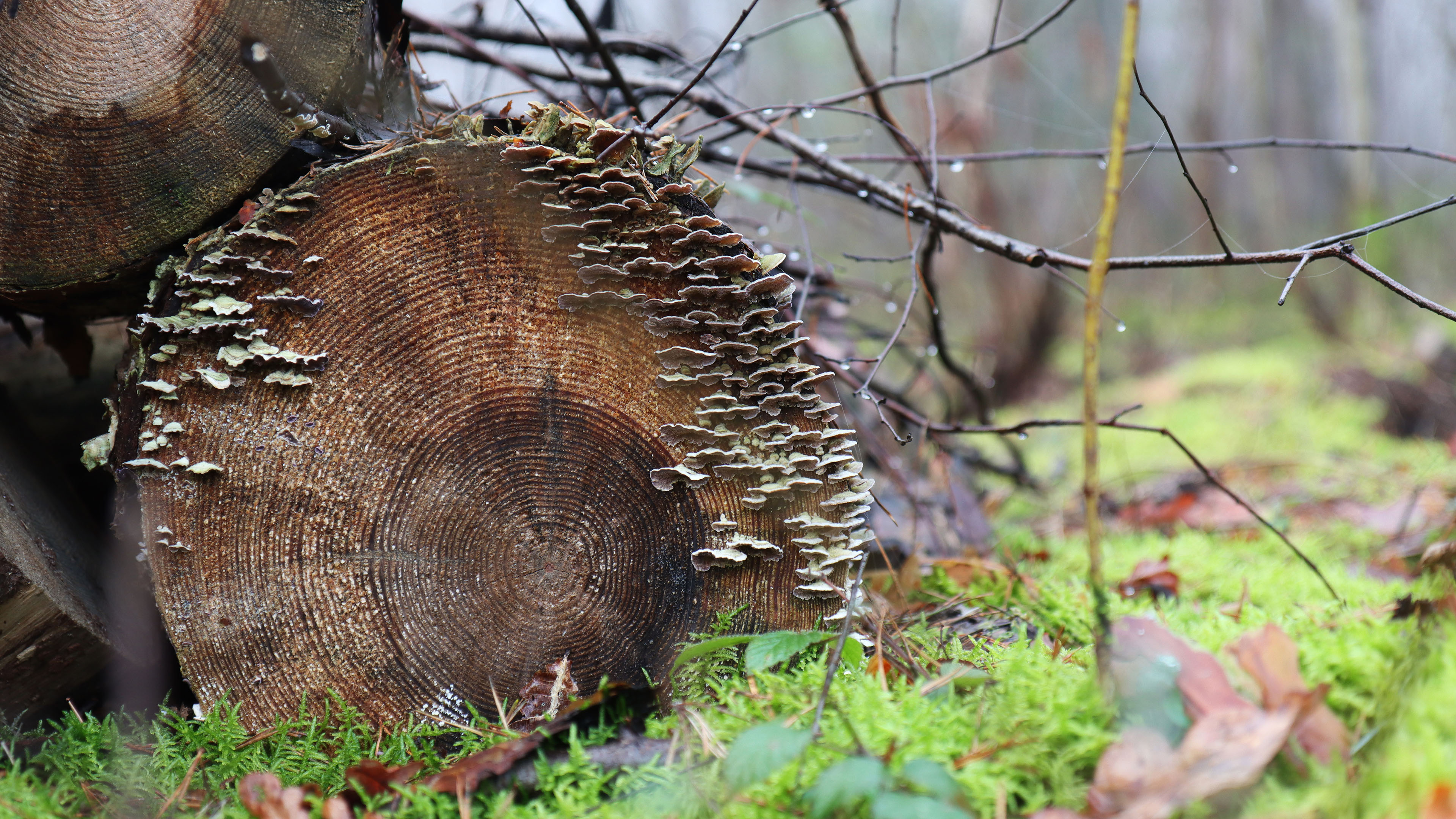 静物写真,木头,菌,草地,雨后