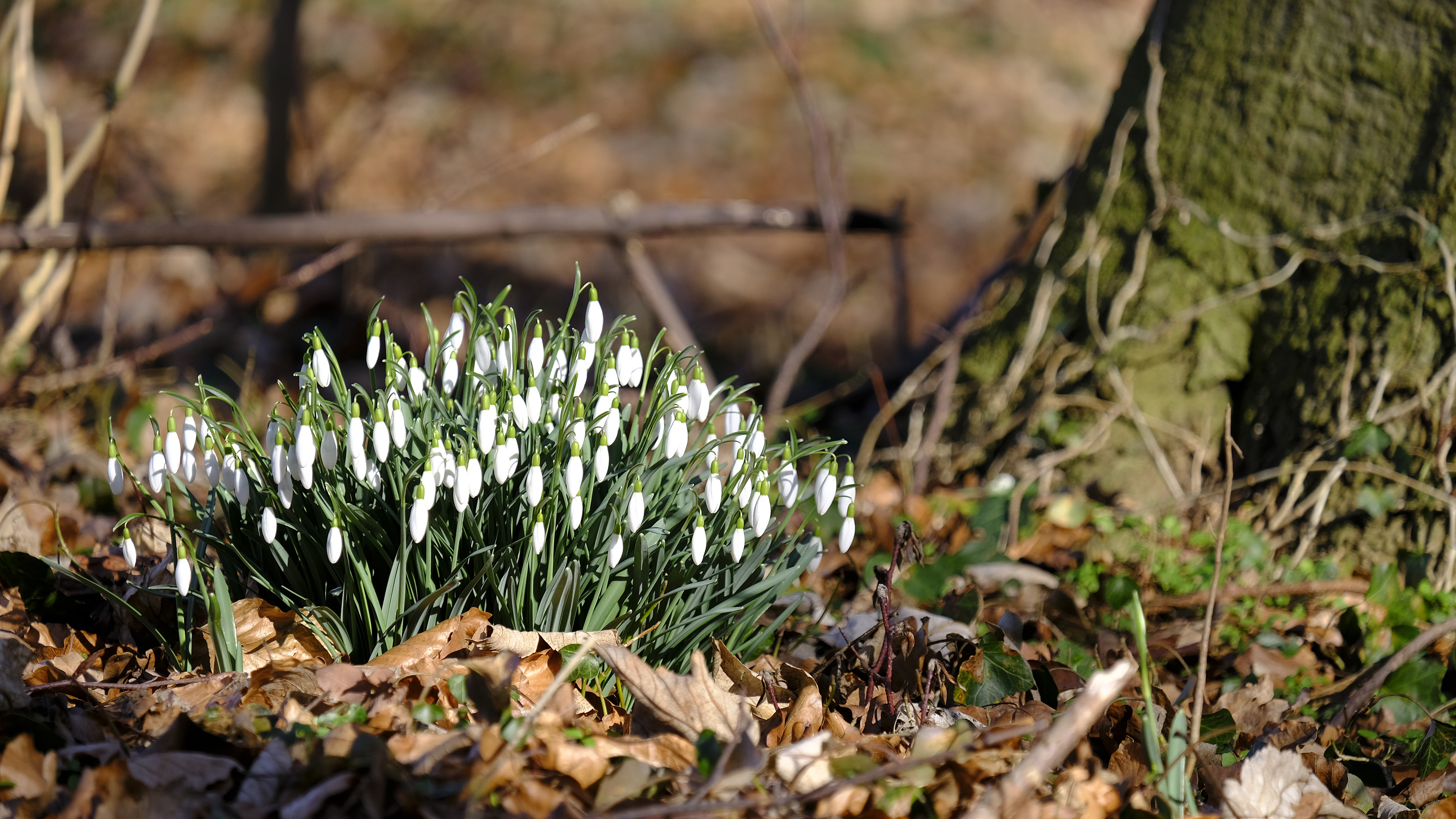 自然风光,野花,落叶,树根