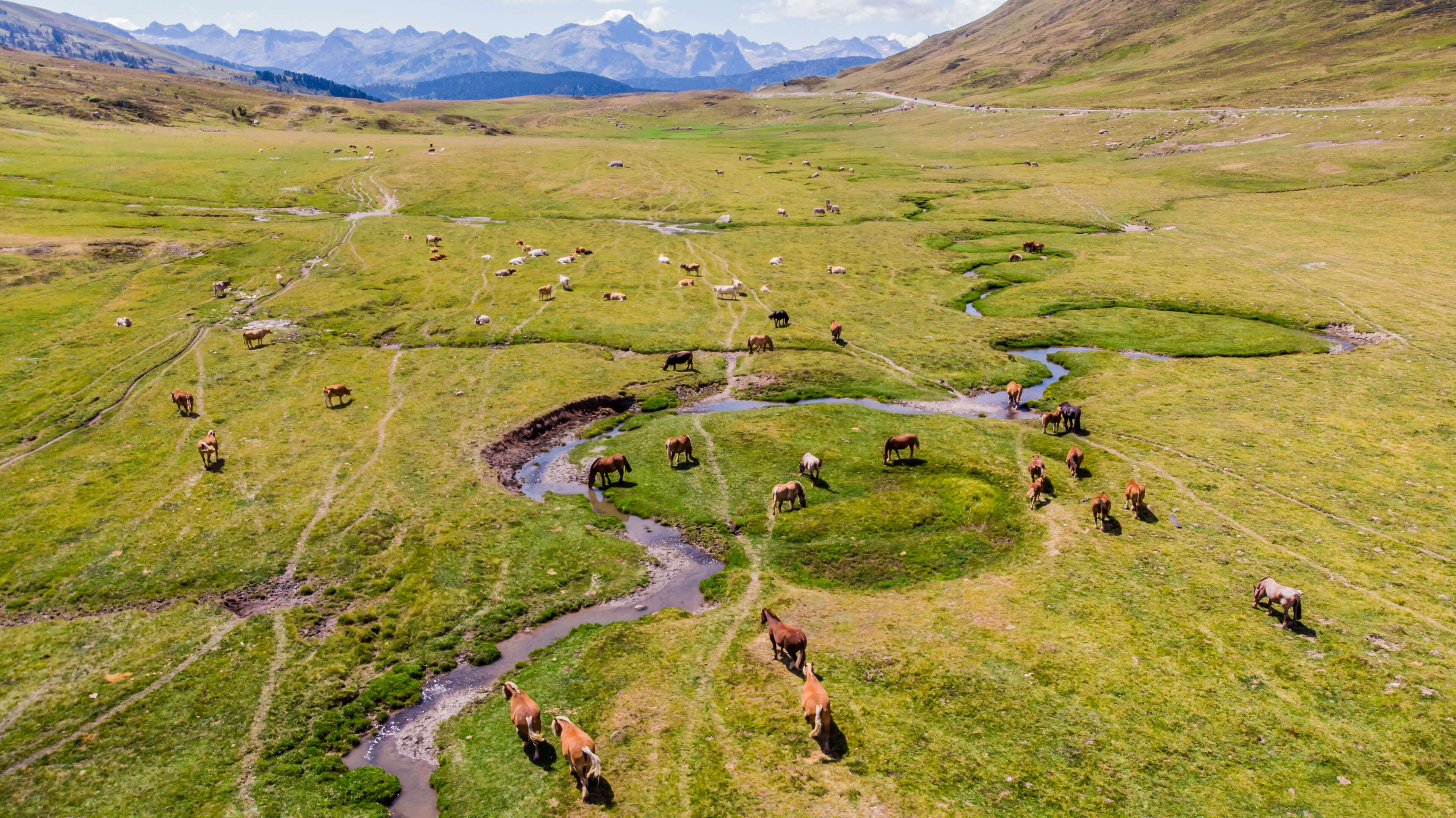 自然风光,草原,野马,马群