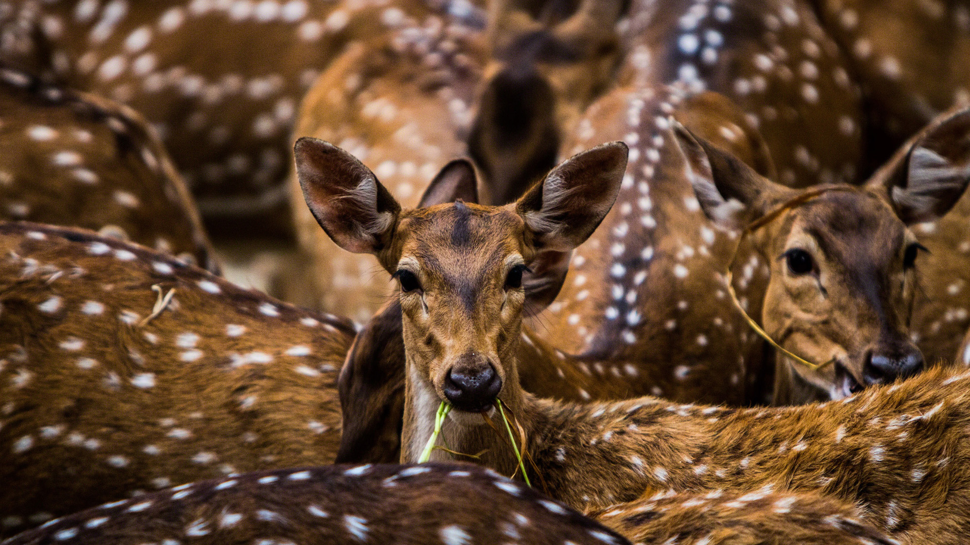 野生动物,梅花鹿
