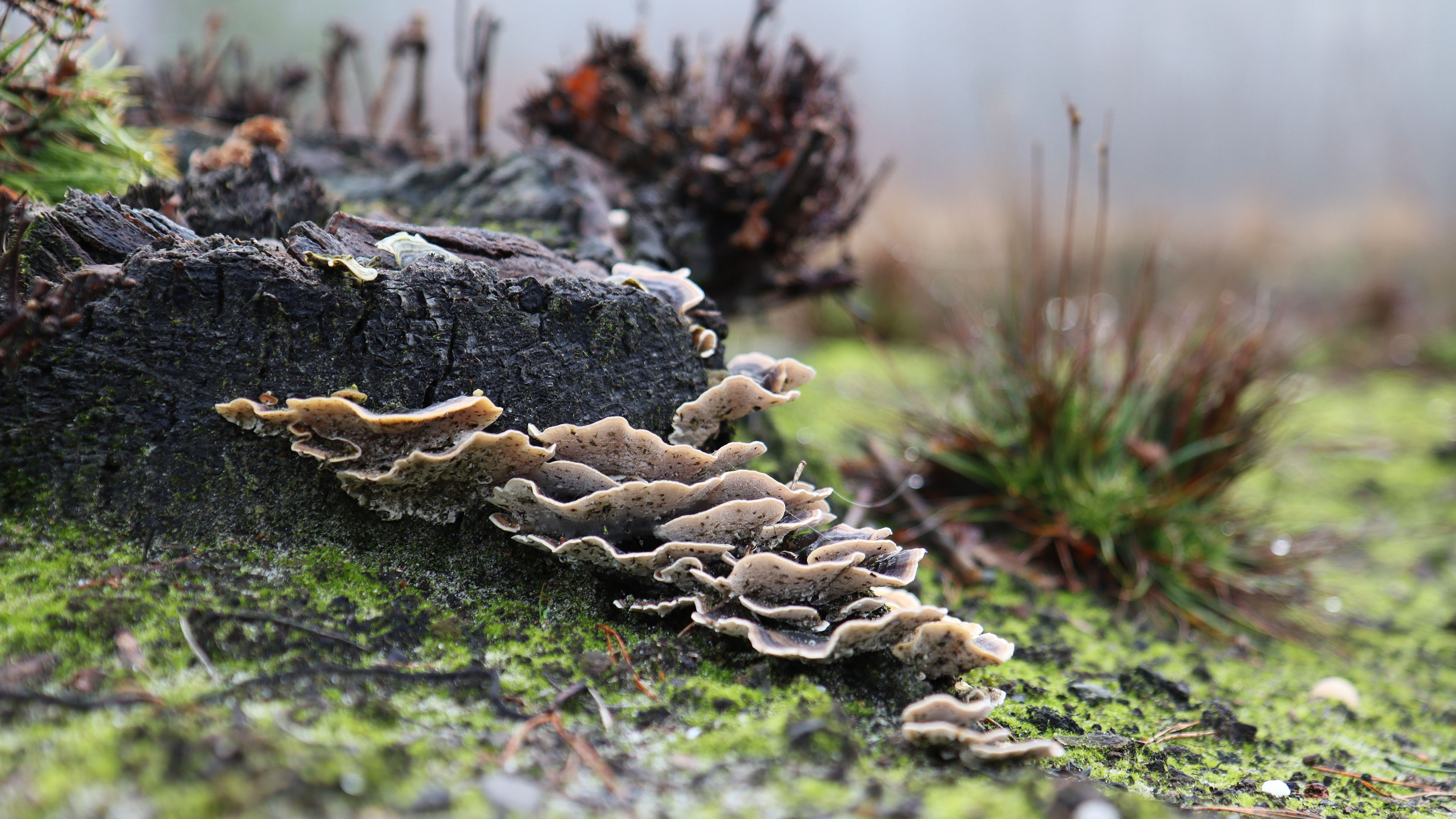 静物写真,草地,树桩,菌类