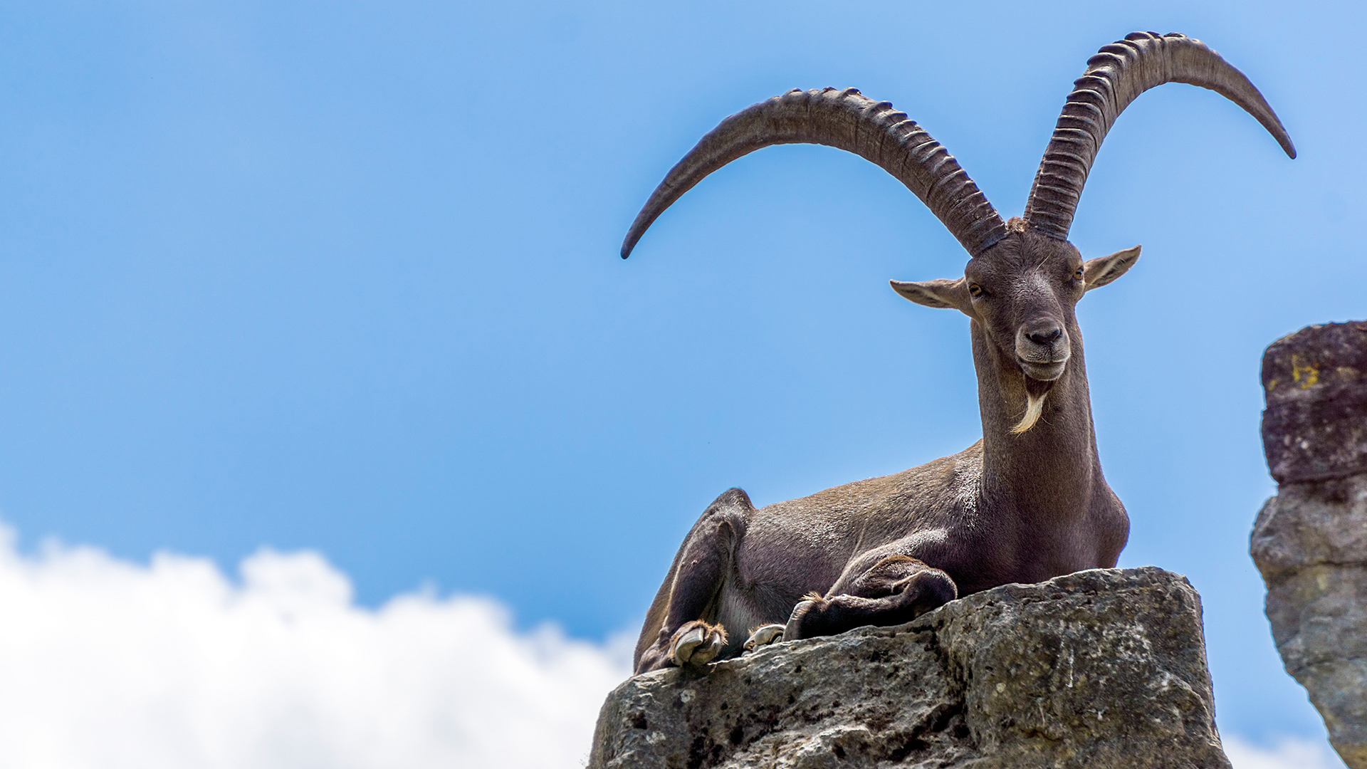 野生动物,山羊,蓝天