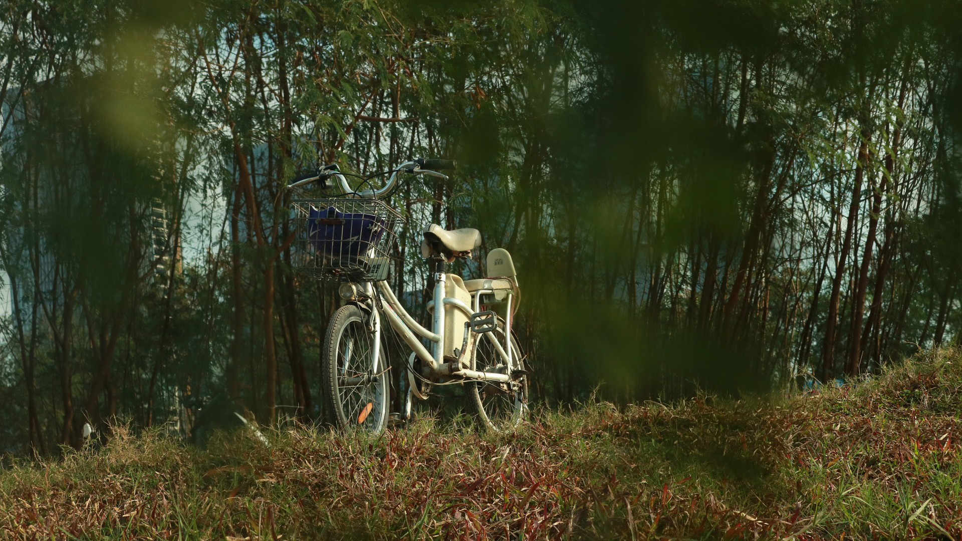 静物写真,脚踏车,树林