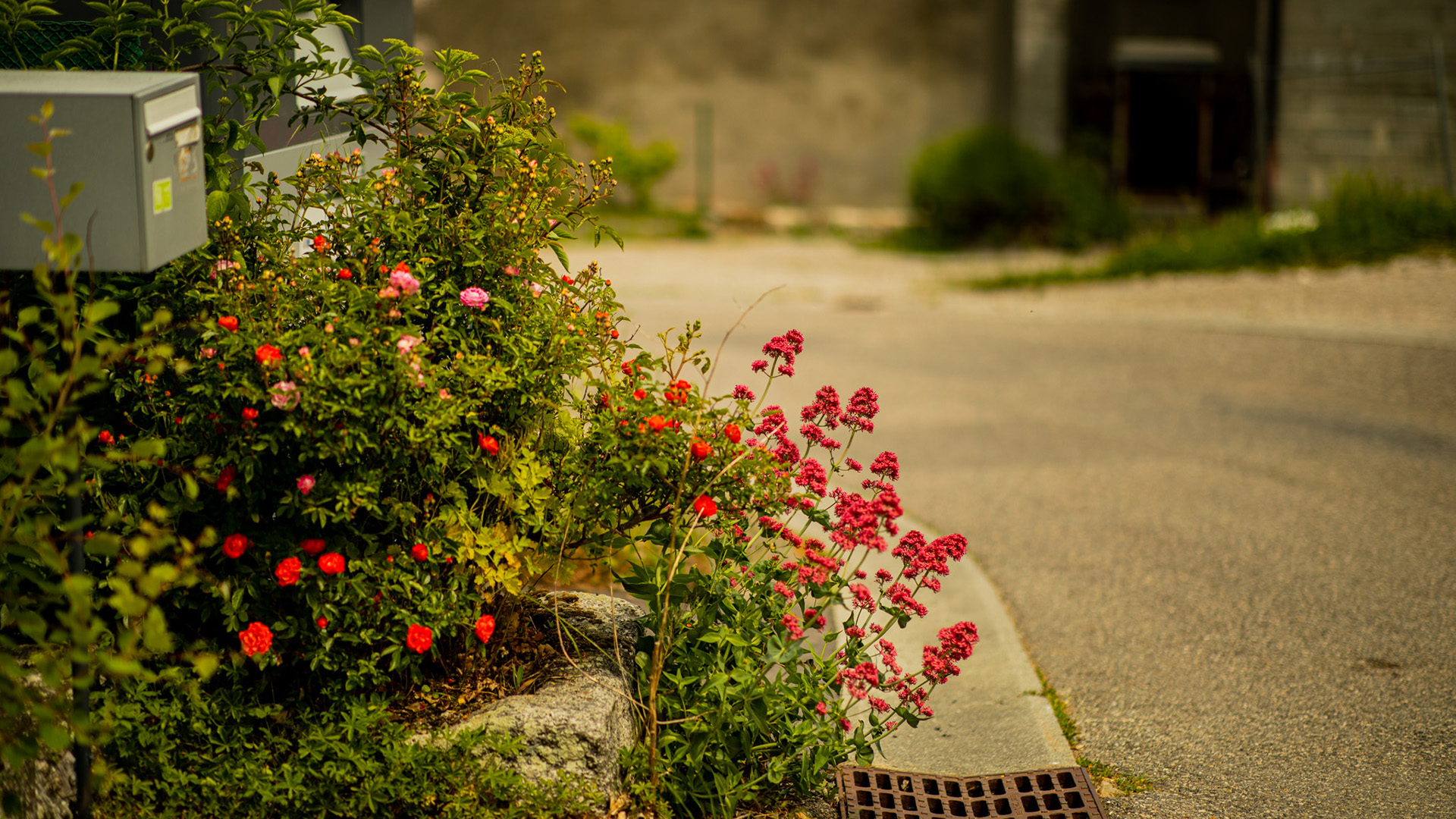 鸟语花香,公路,野花,小红花