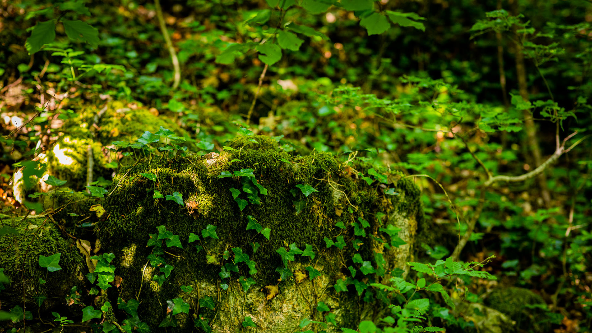 自然分光,丛林,森林,青苔