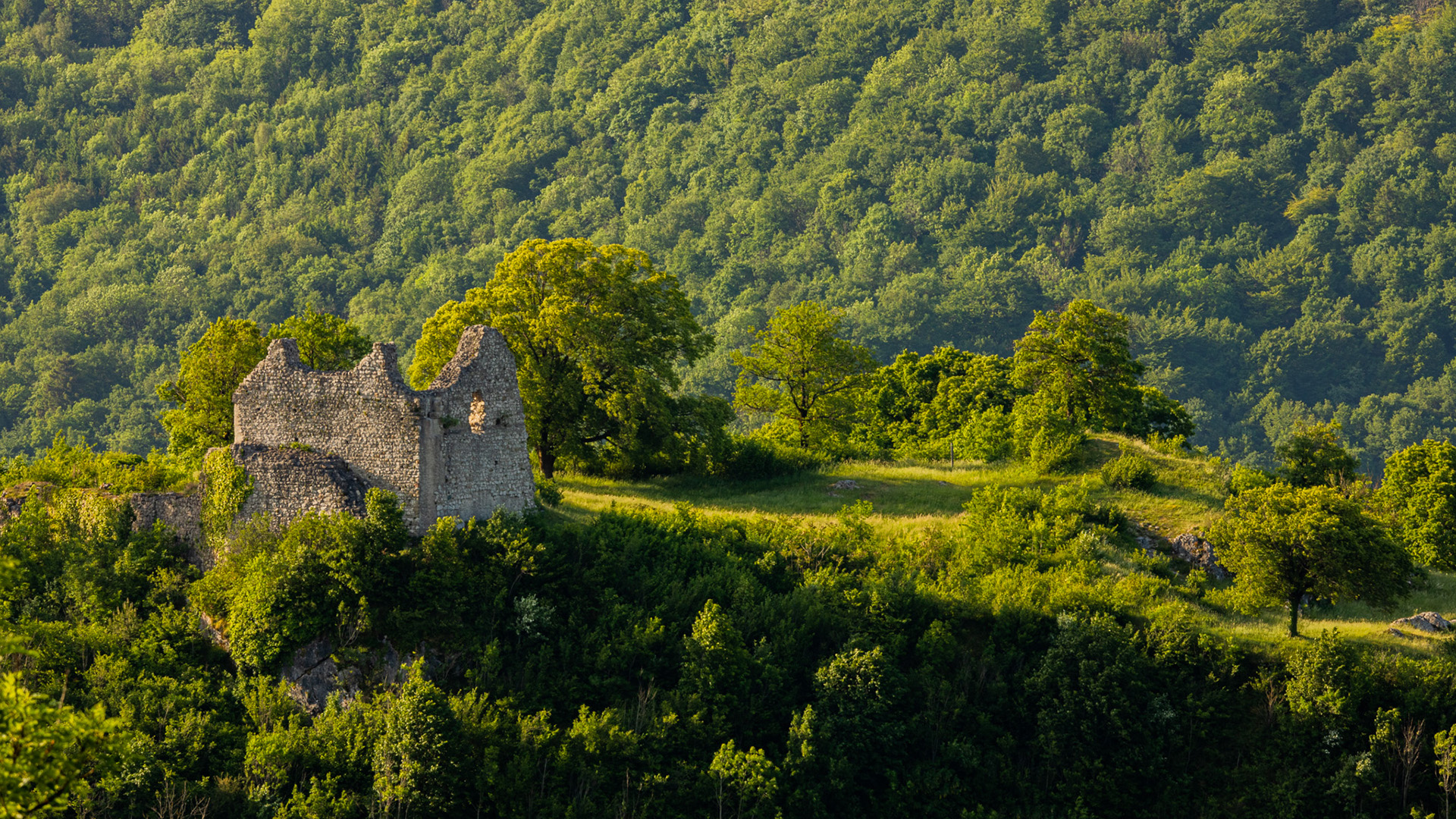 自然风光,烂房子,破屋,城堡,树林