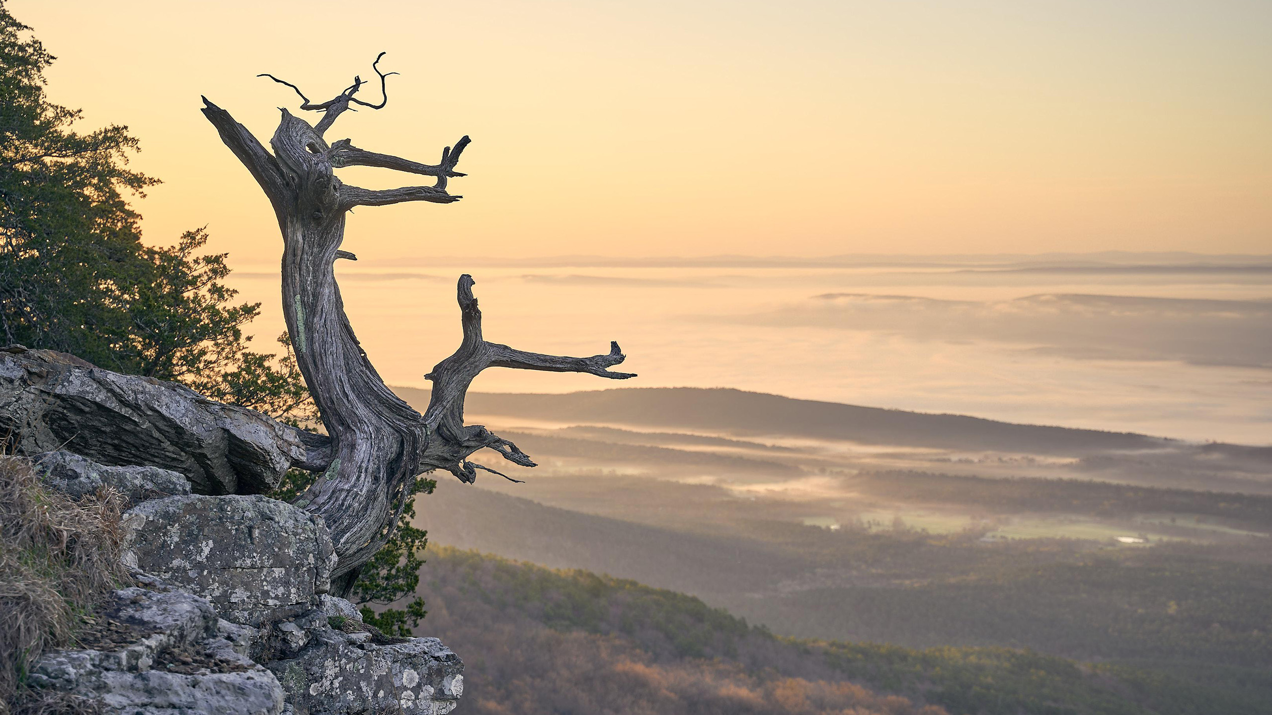树根,山顶,云海,山川