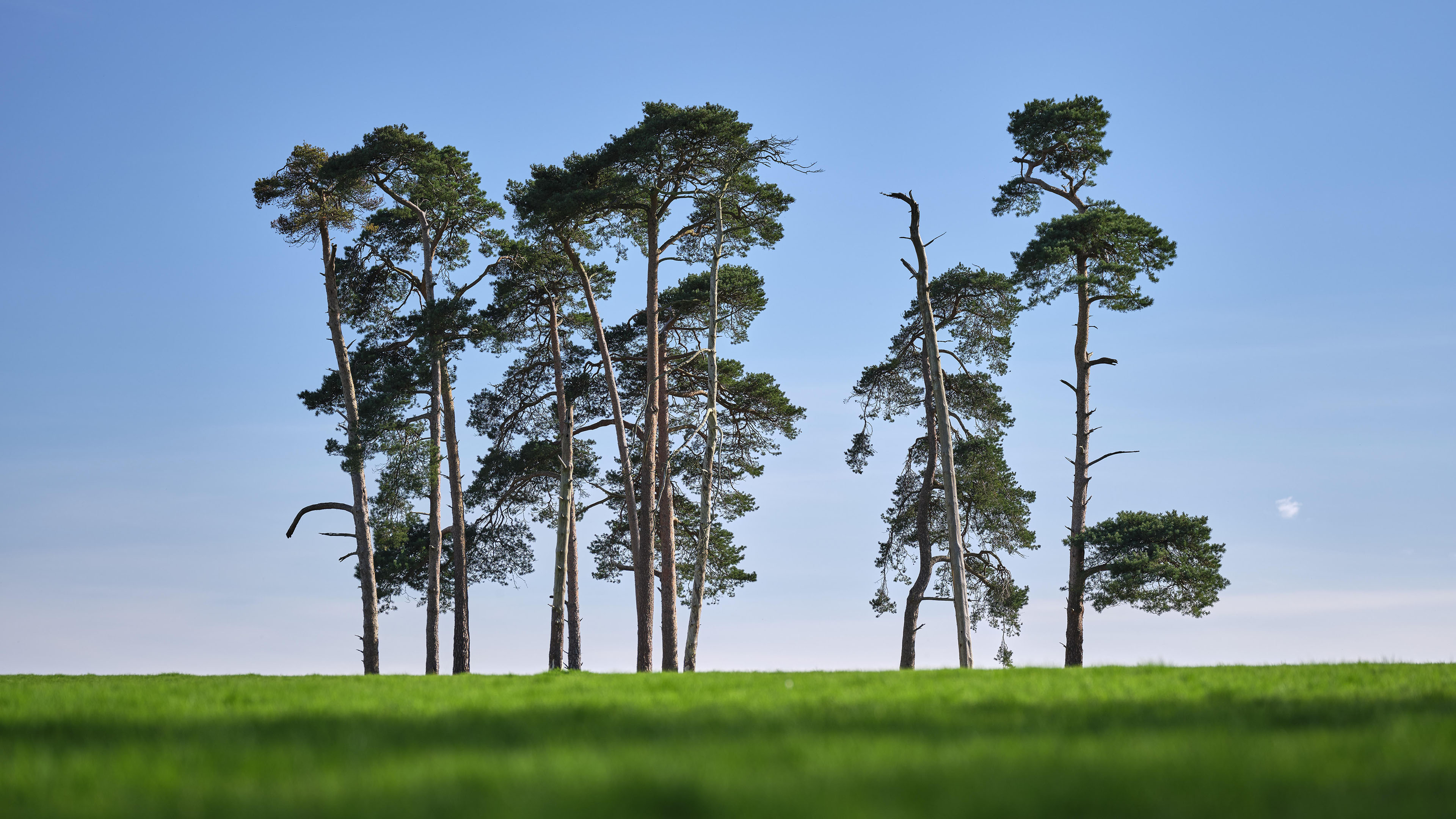 自然风光,草地,蓝天,乔木