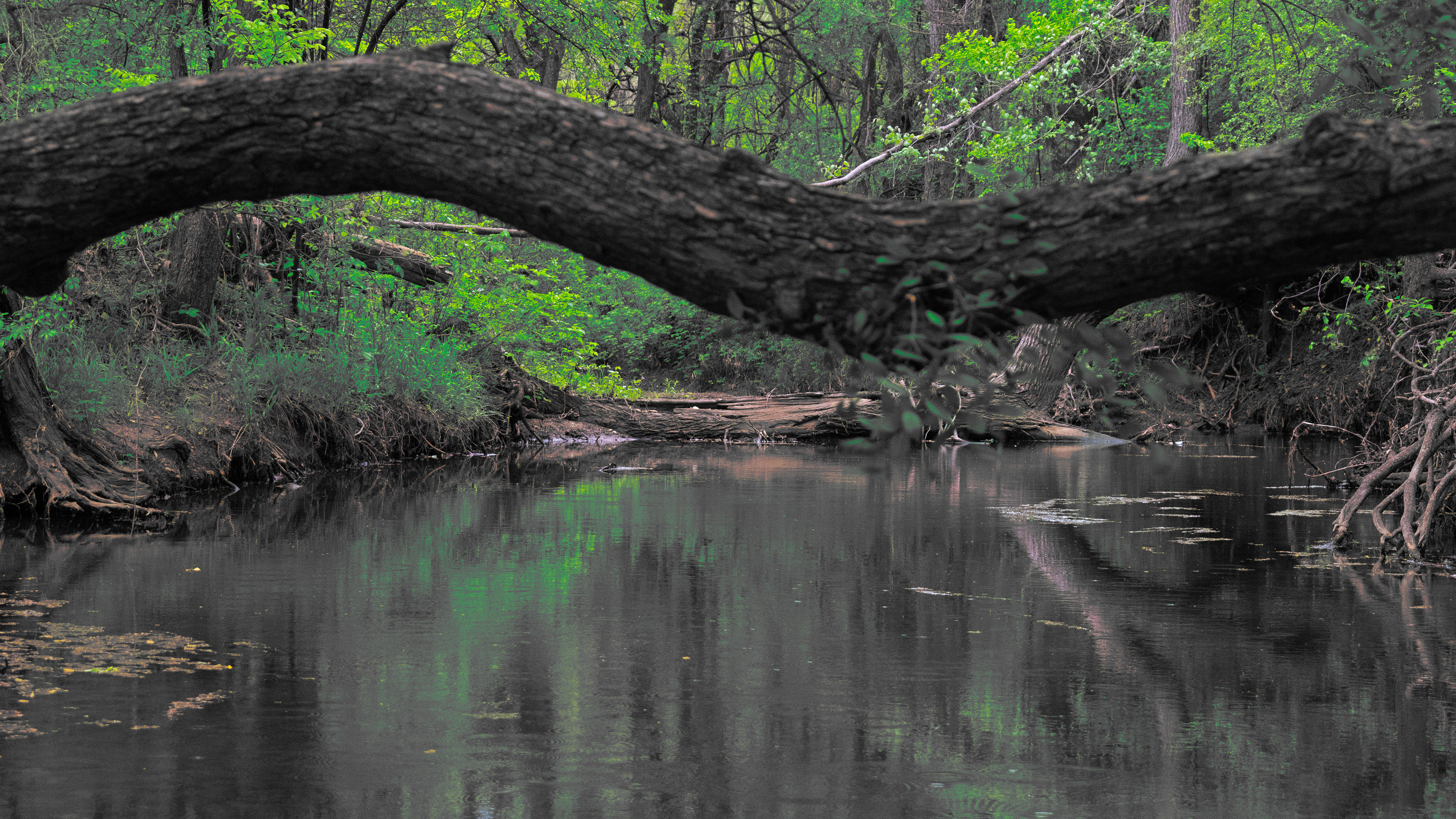 自然风光,森林,树木,水潭