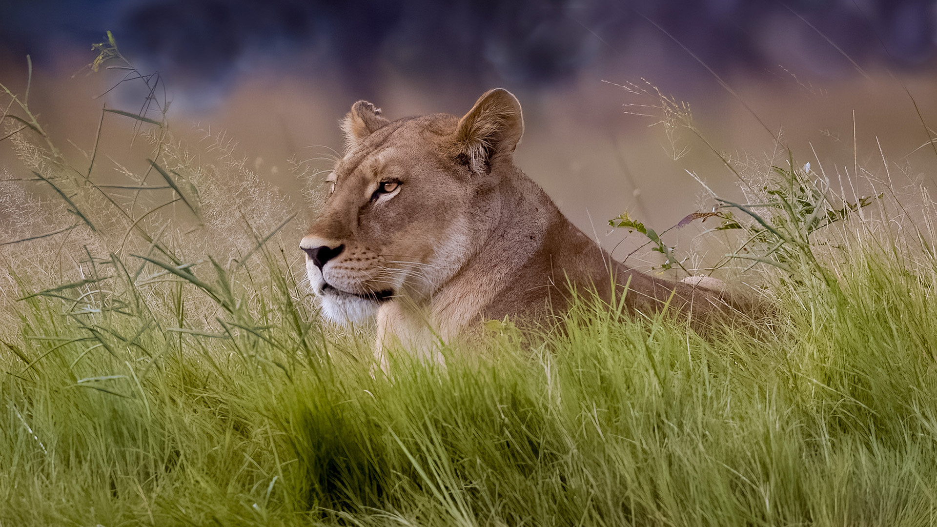 野生动物,狮子,草原,凶猛