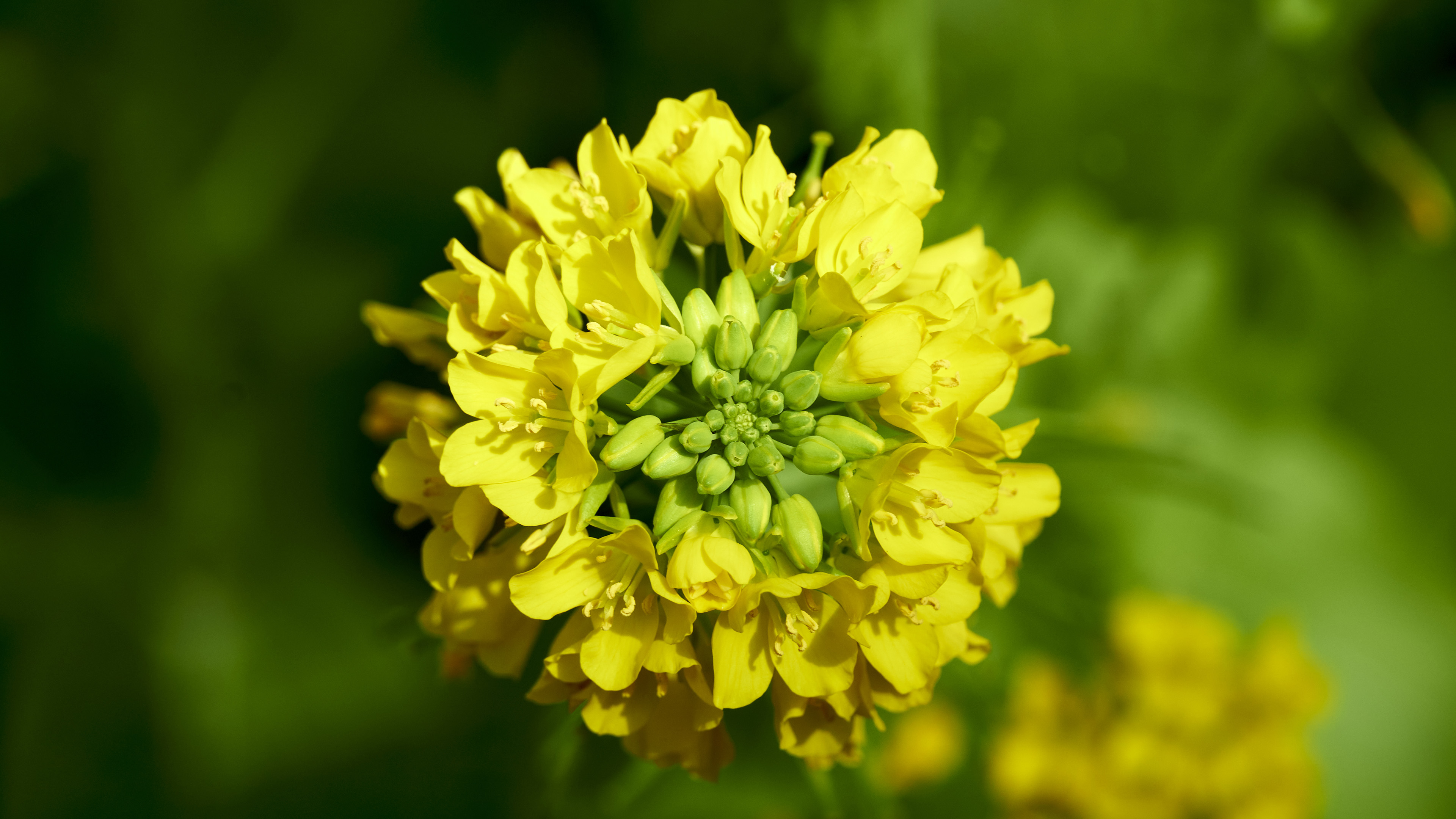 娇艳欲滴,油菜花,春天