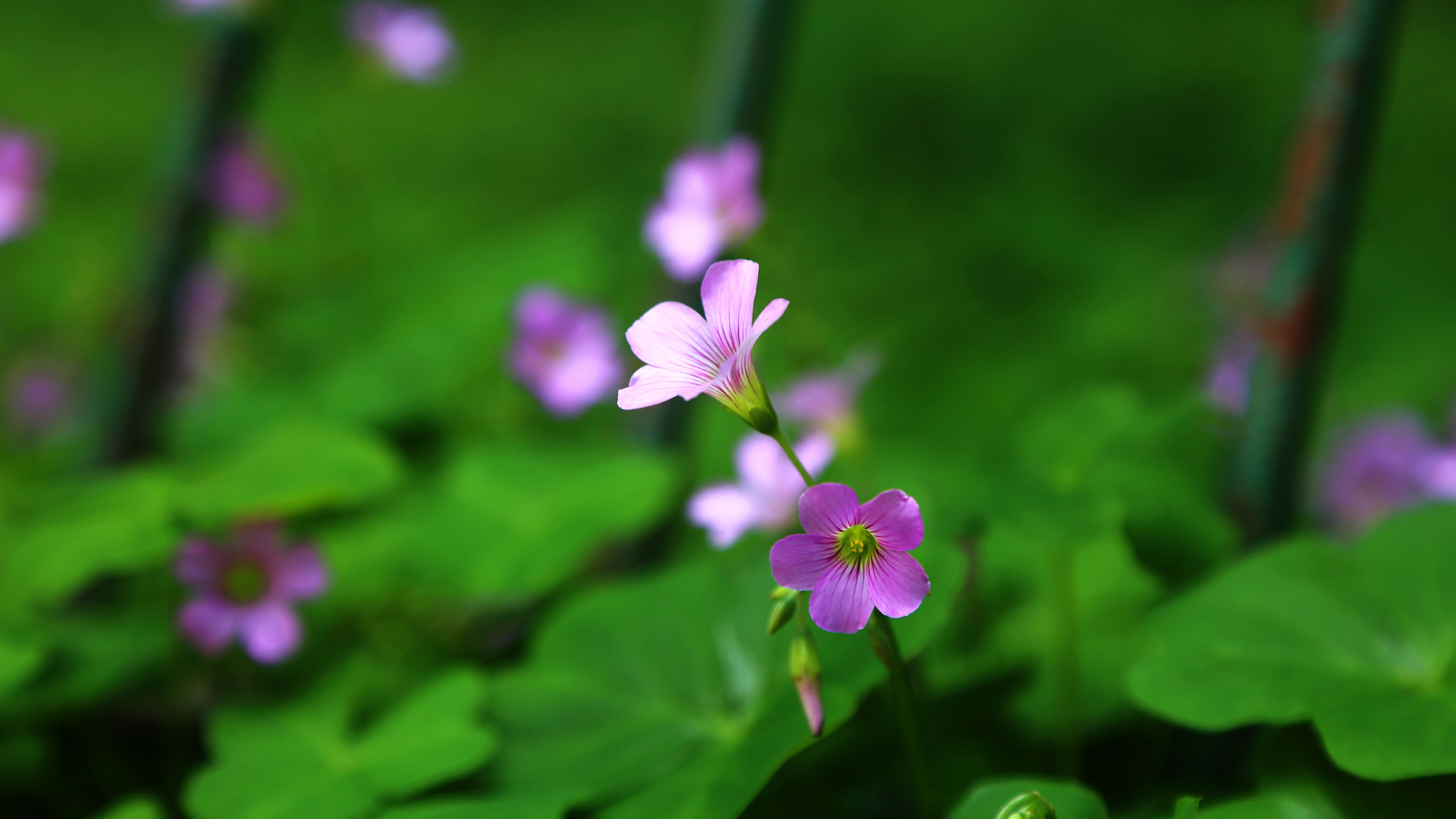 鸟语花香,喇叭花,牵牛花,花丛