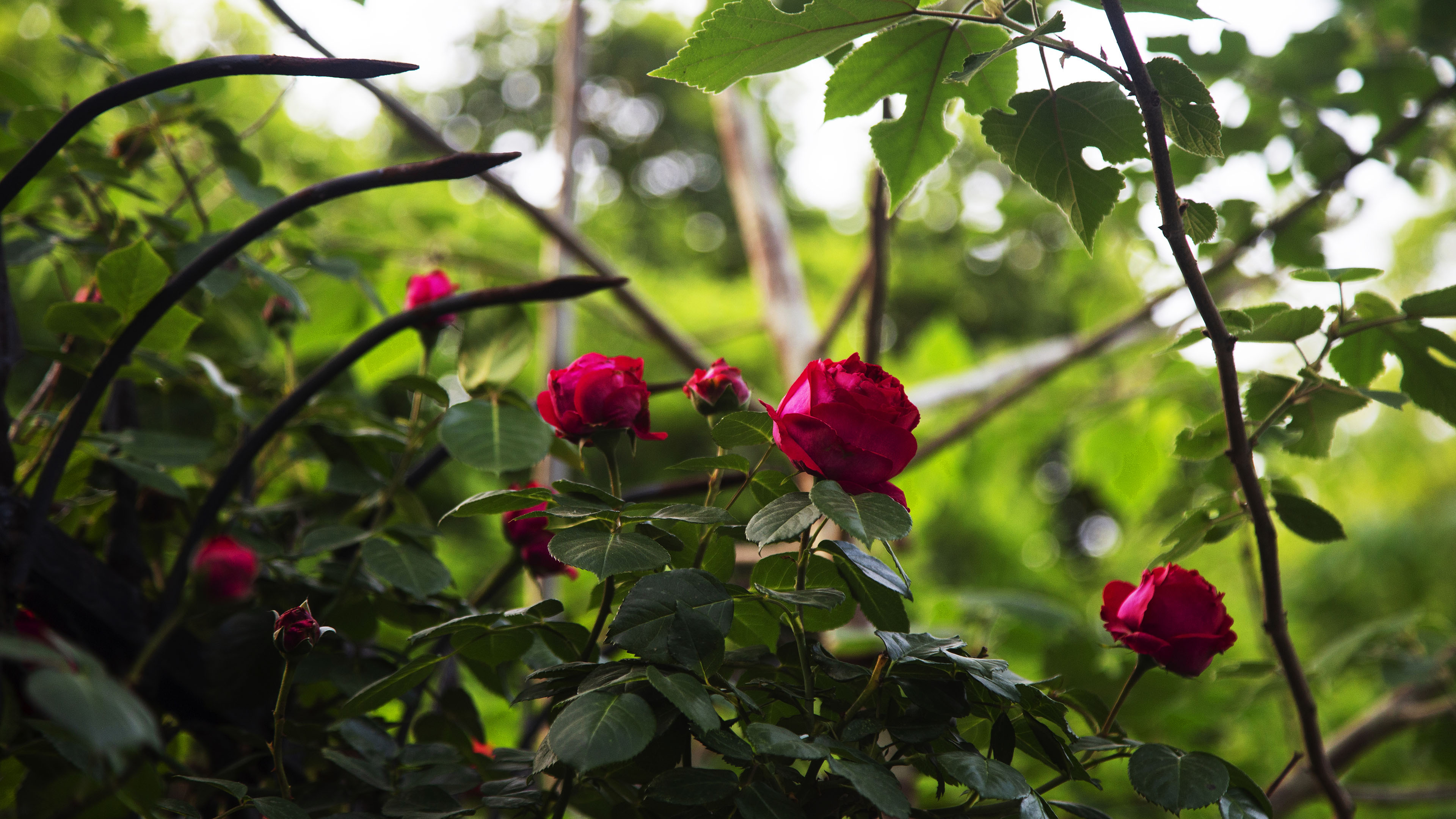 娇艳欲滴,月季,红花,花园