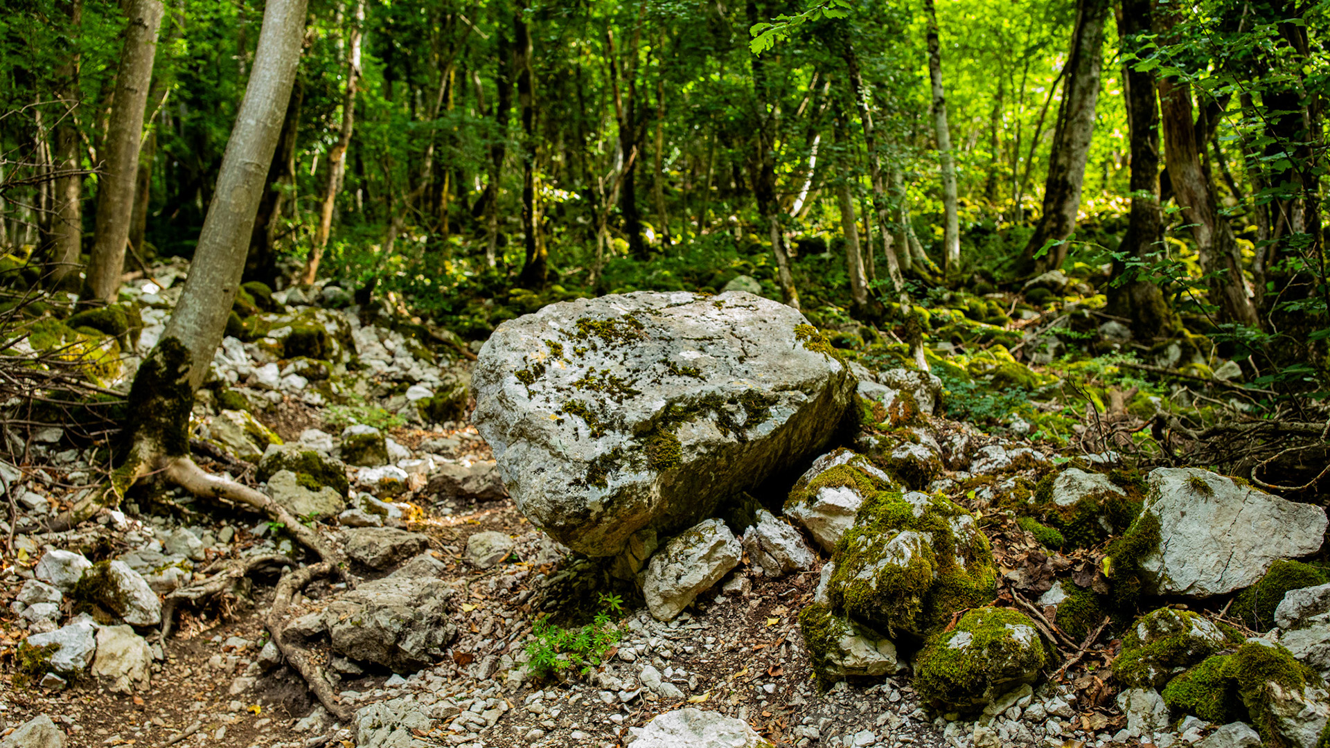 自然风光,石头,树林,树荫