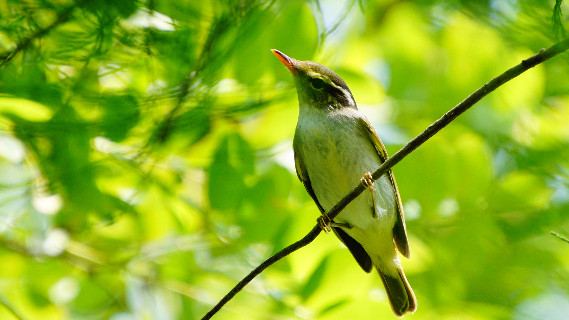 小鸟天地,春天,树枝