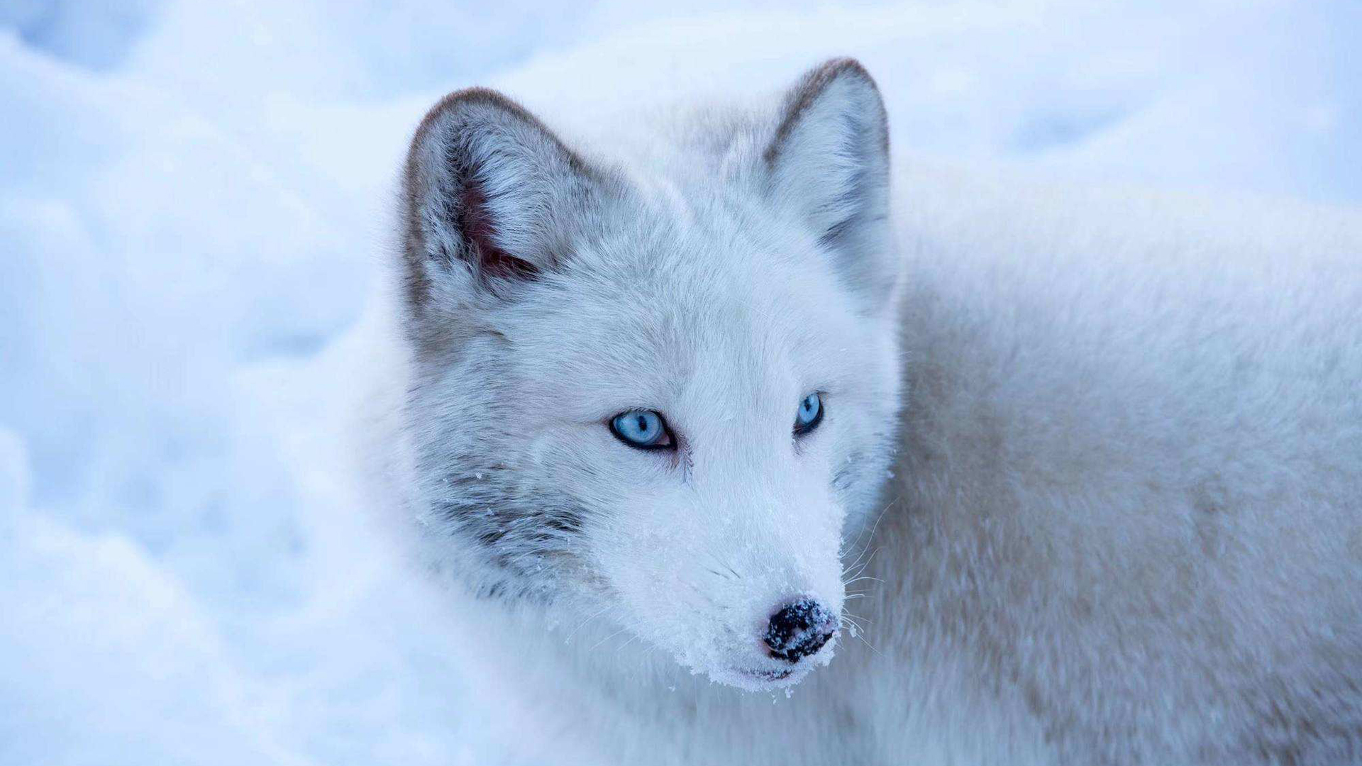 野生动物,雪狼,雪狐