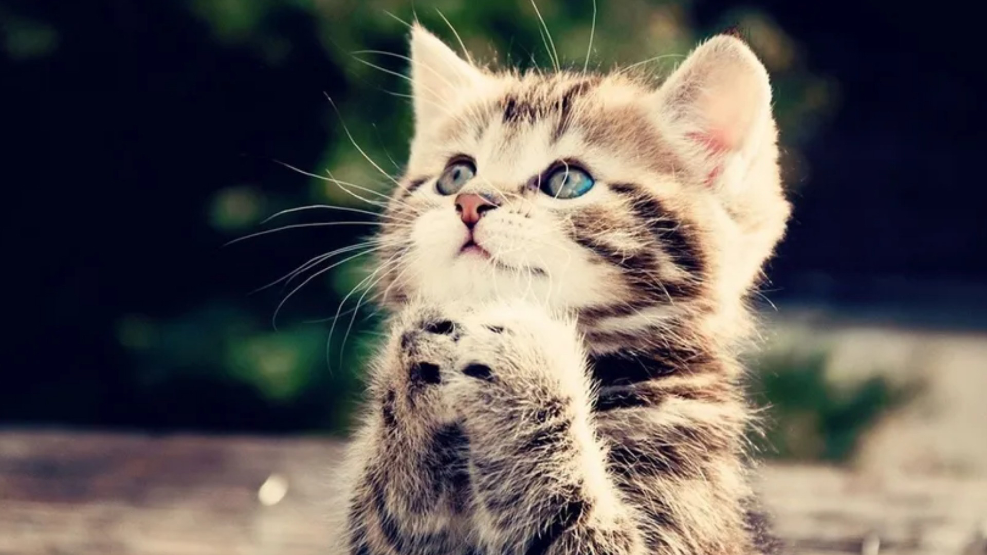 喵星人,猫咪,毛绒绒