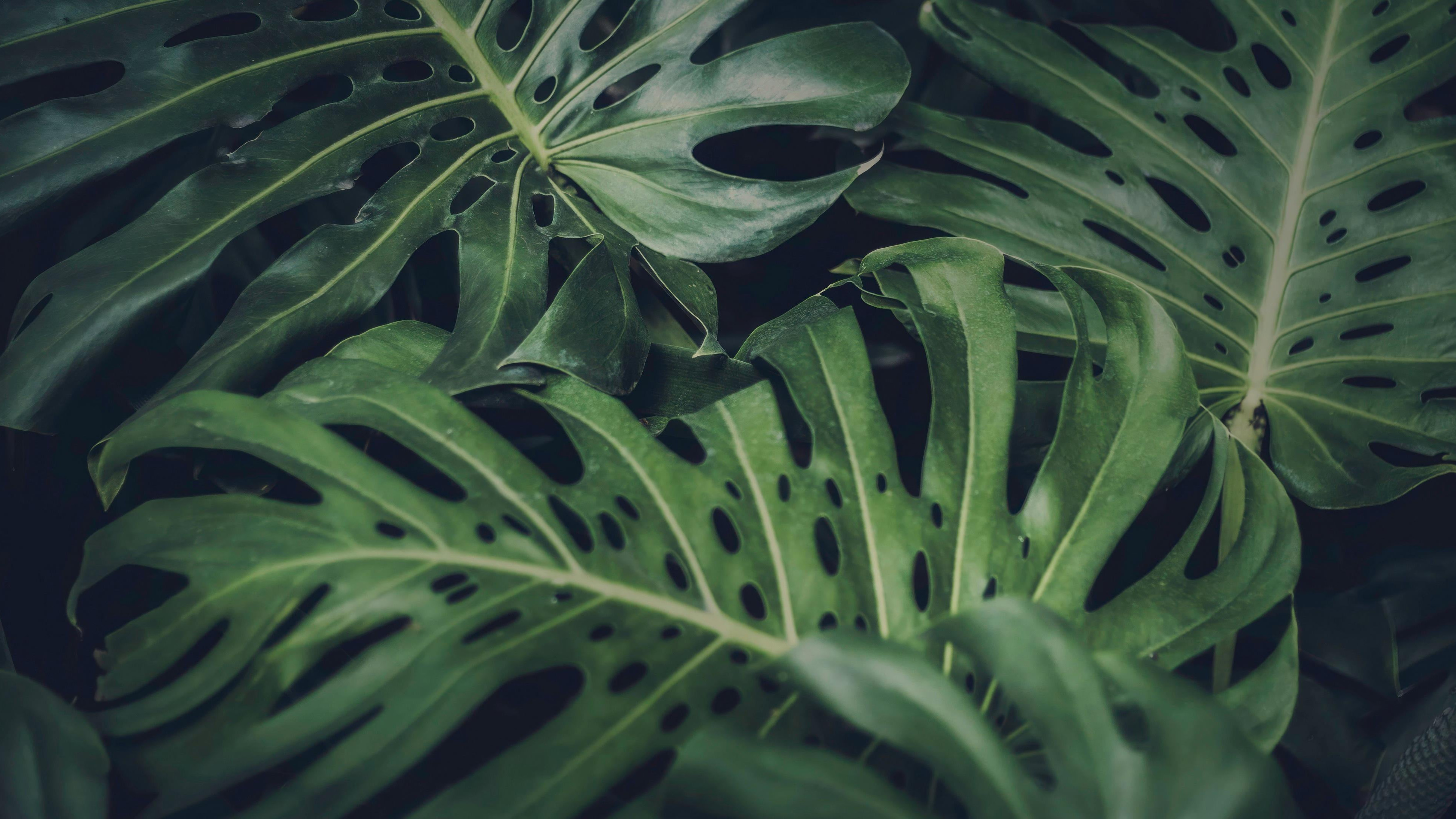 护眼壁纸,树叶,绿油油