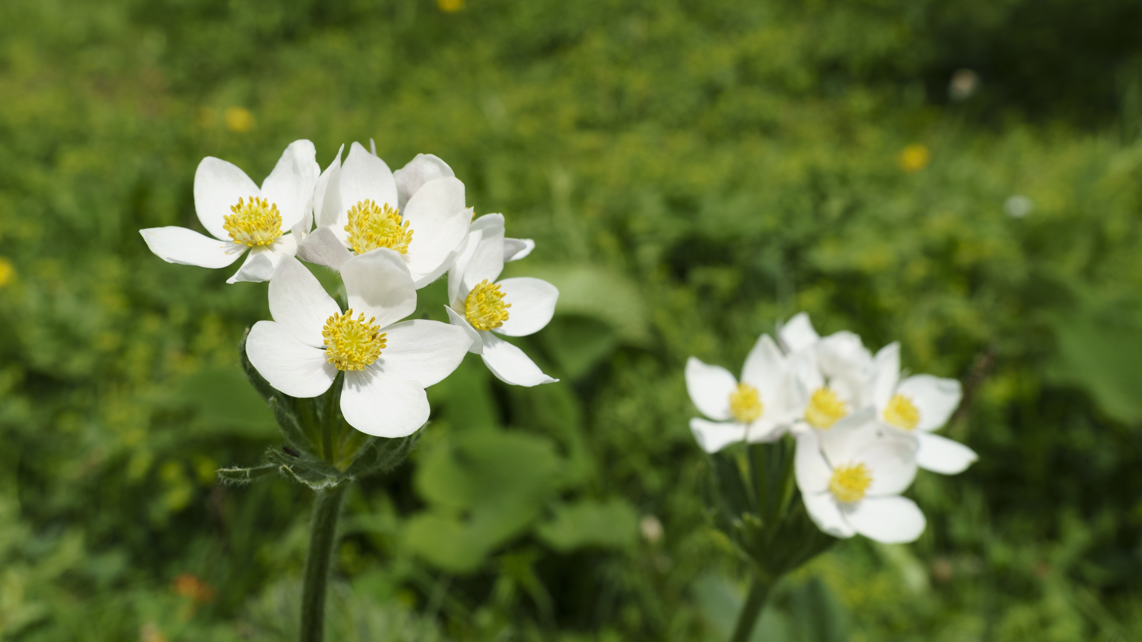 鸟语花香,小百花,花瓣,花蕊