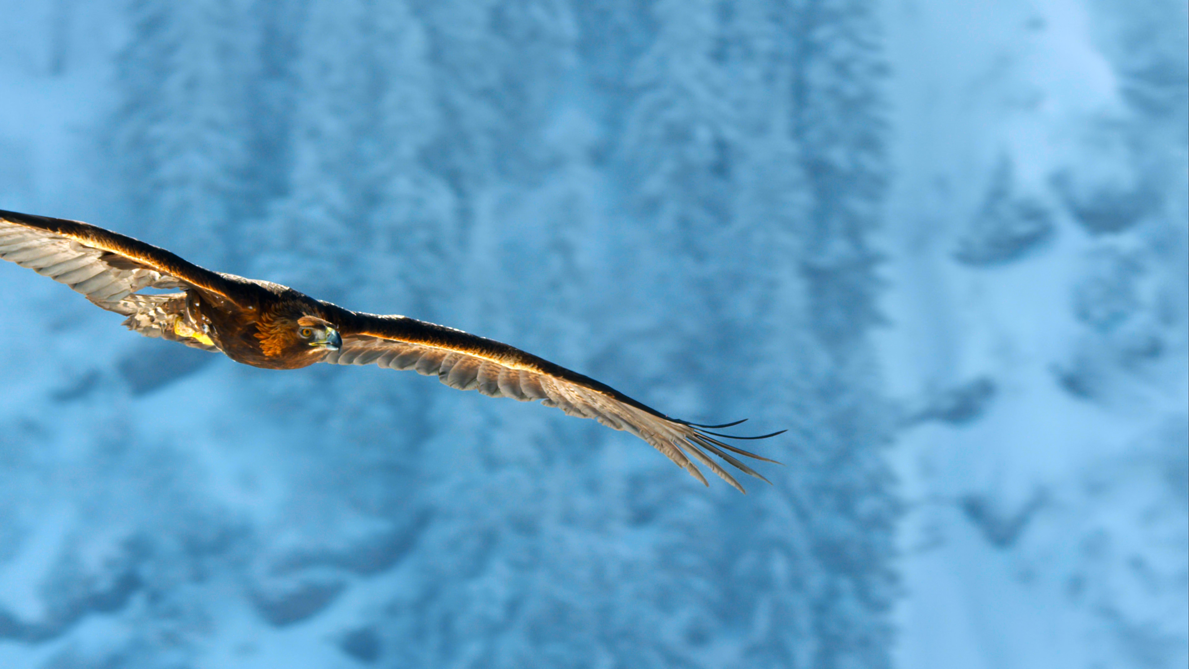 雄鹰,飞翔,猛禽,