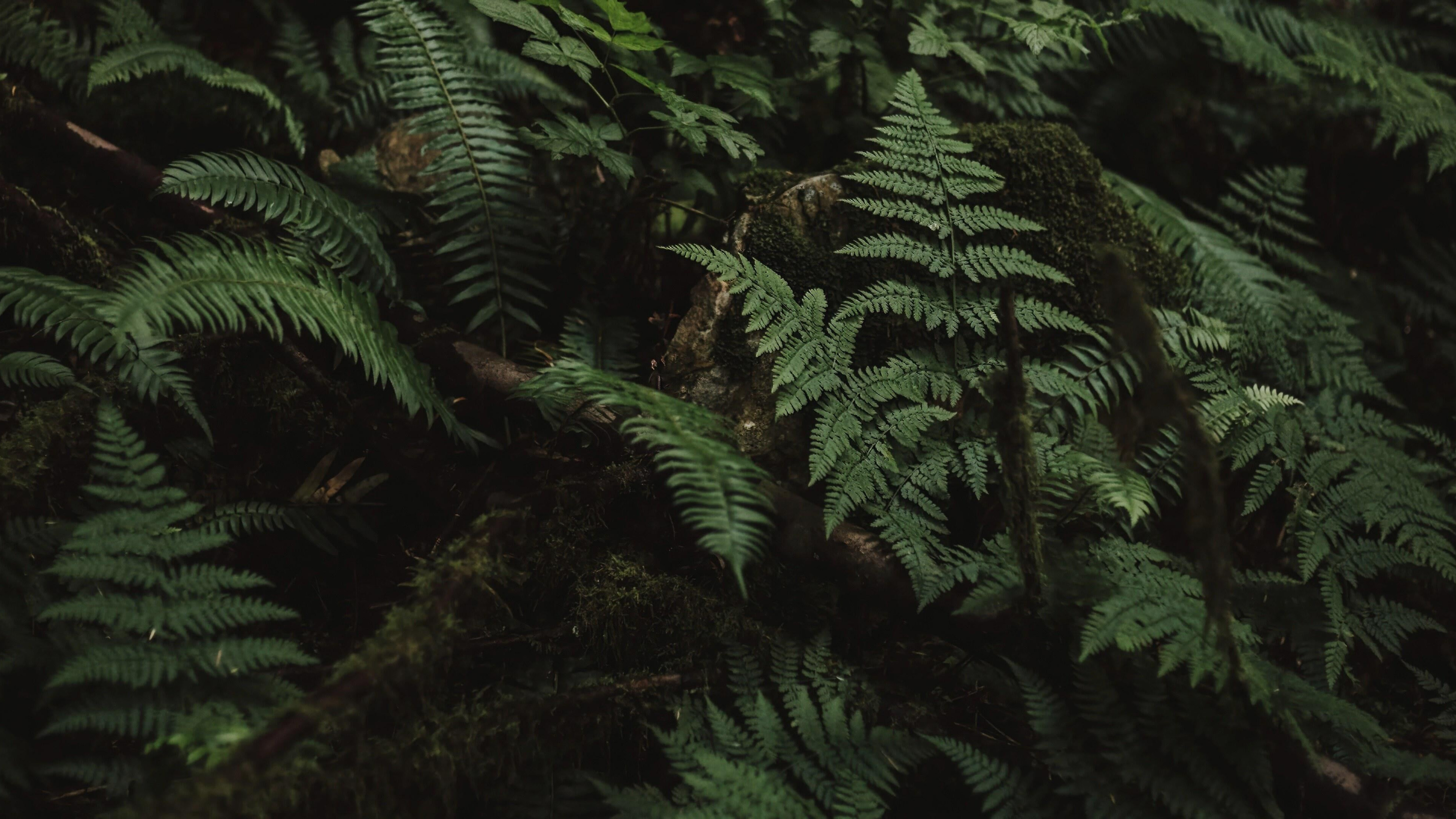 护眼壁纸,蕨,树叶,草丛