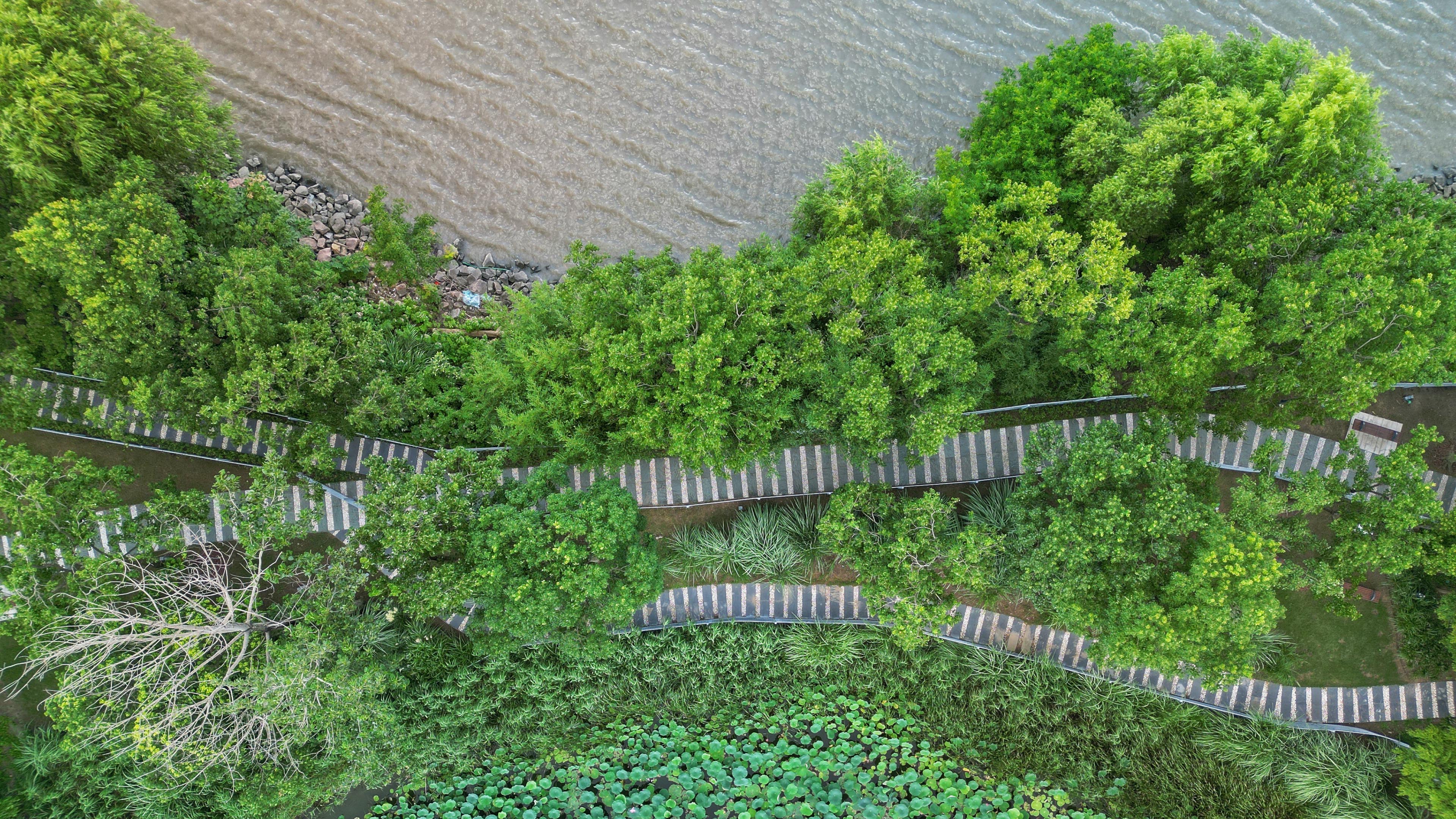 台阶,树林,河畔,荷塘