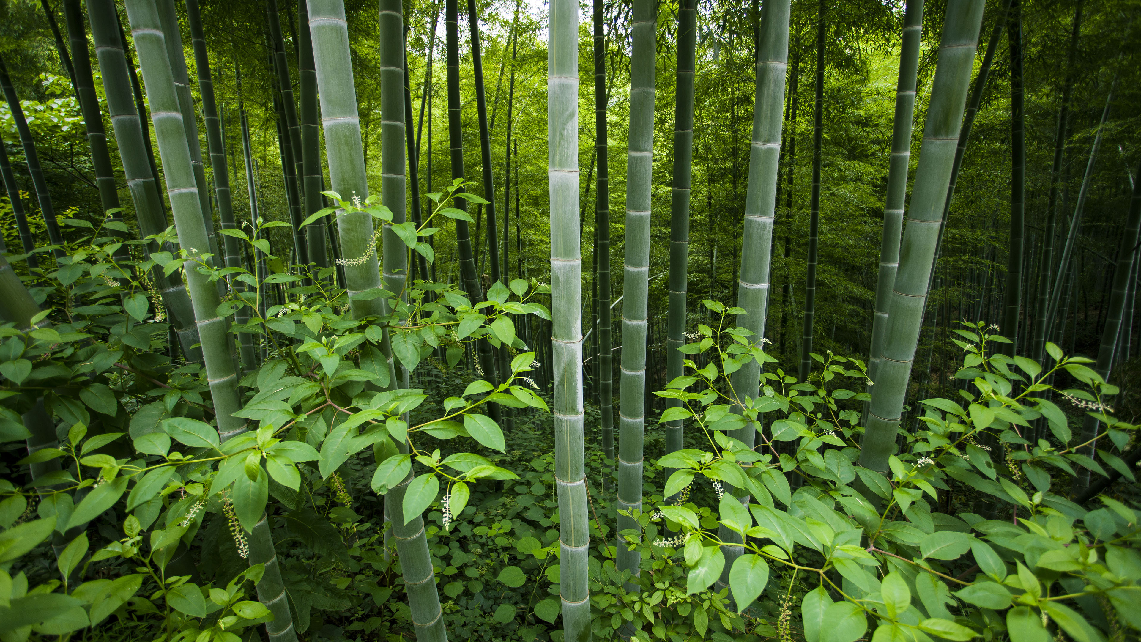 护眼壁纸,竹林,翠绿