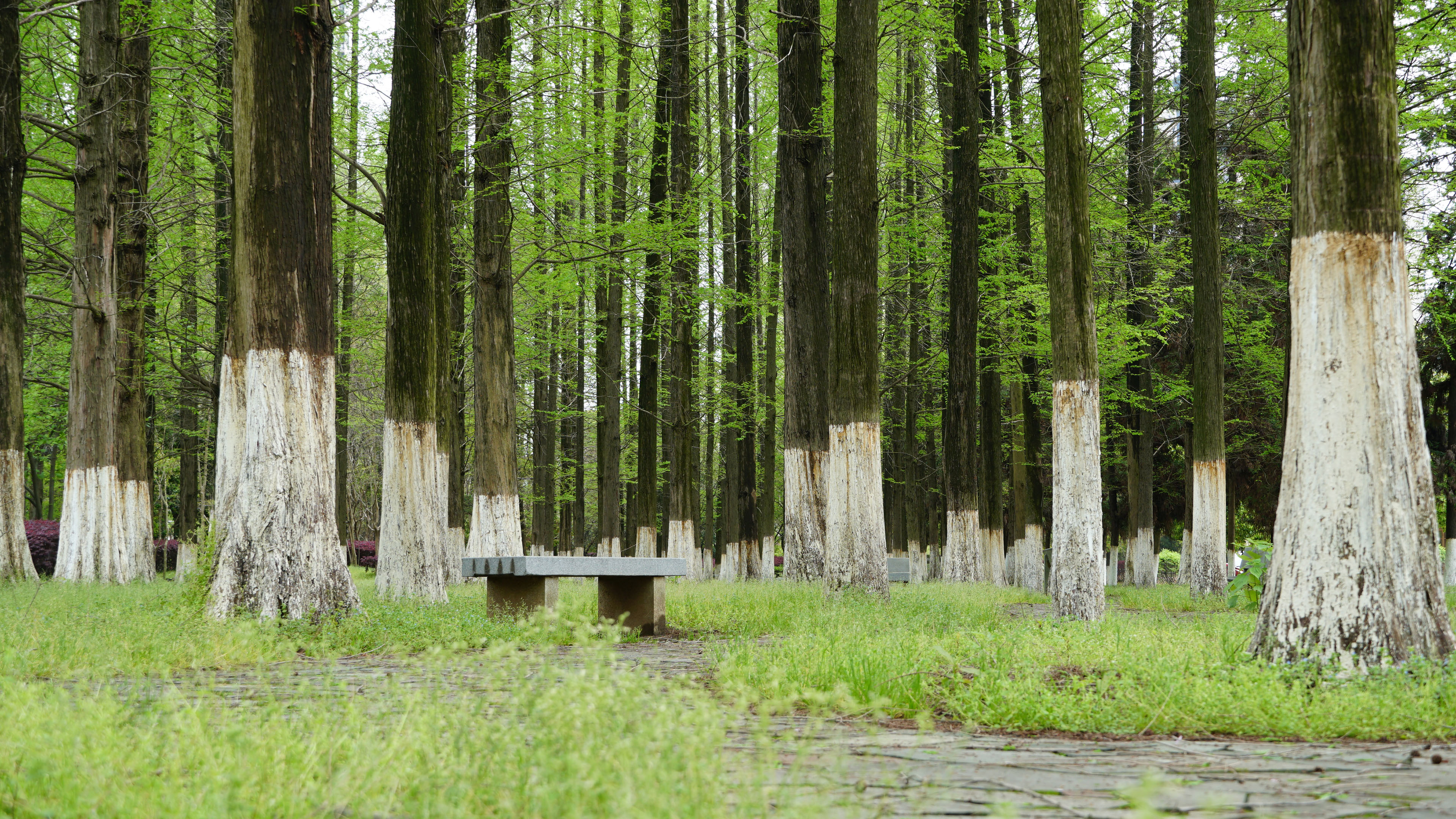 自然风光,树林,草地,石凳