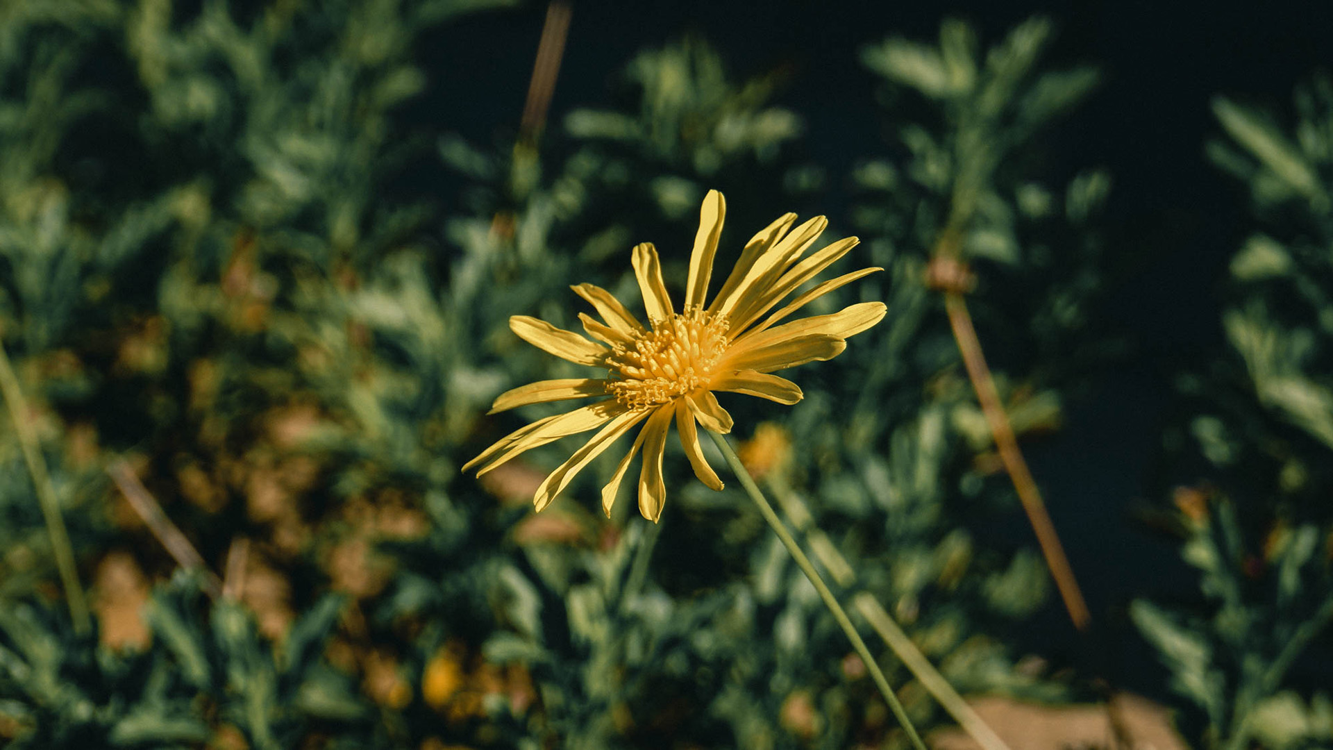 鸟语花香,菊花,草丛,阳光