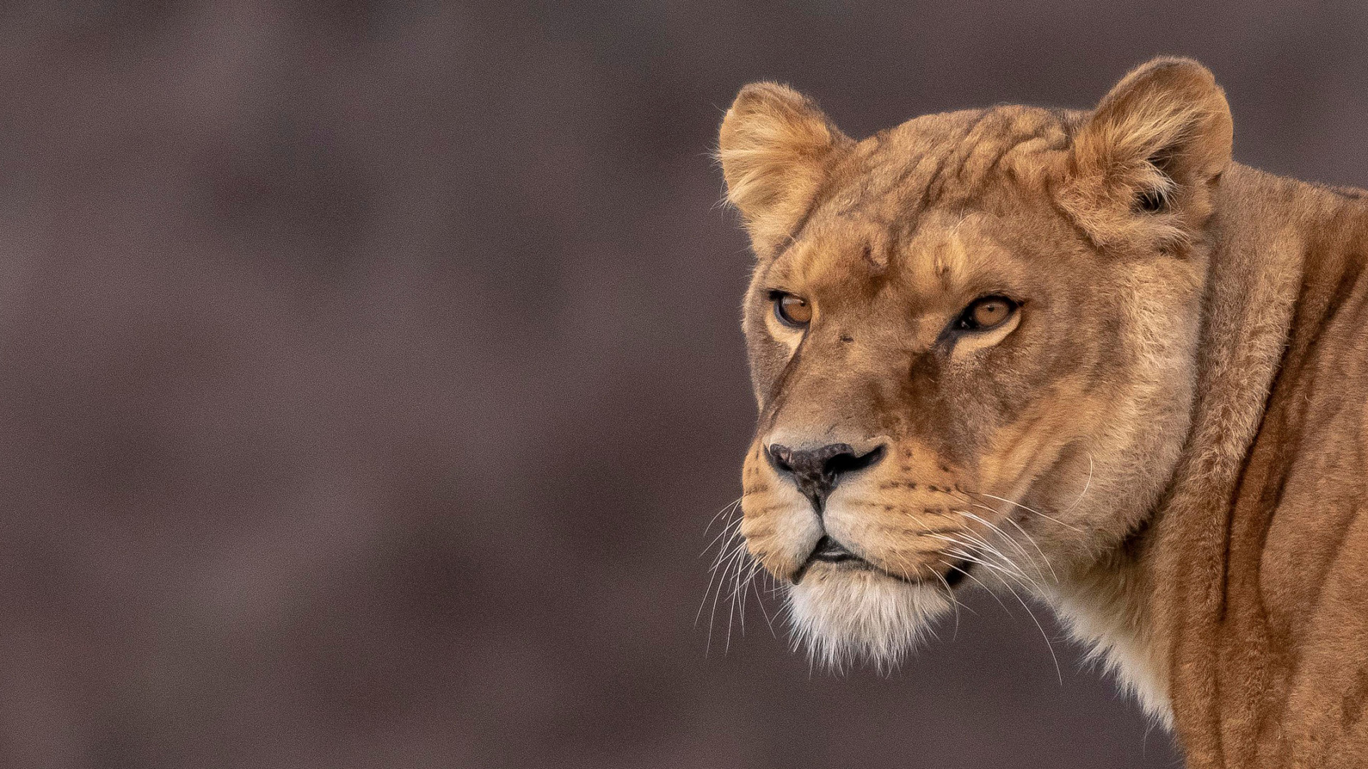 野生动物,狮子,兽王,野兽